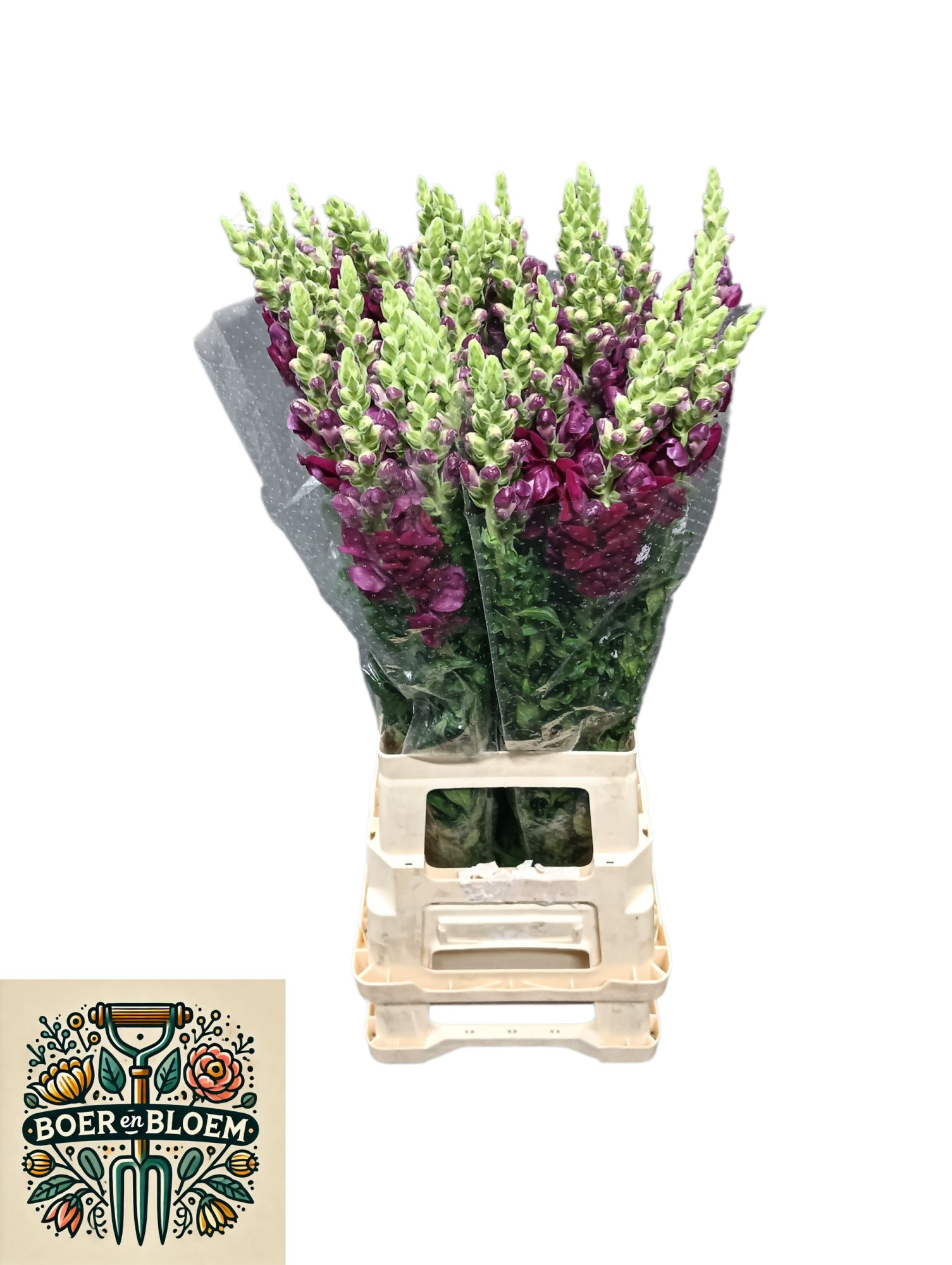 Антирринум Потомак Рэд, шт.