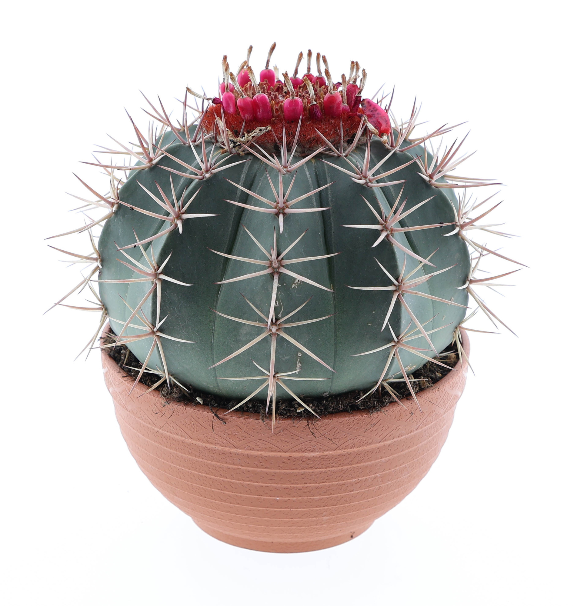 Melocactus bahienis, D 17 cm