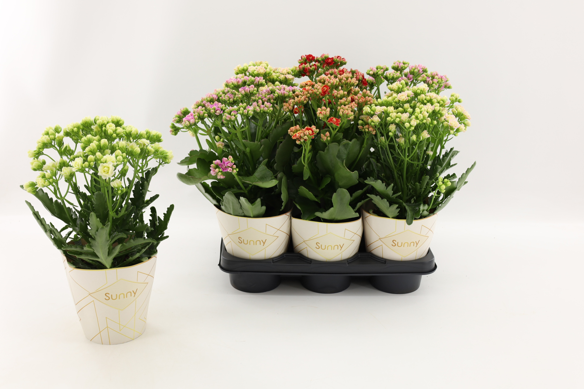 Kalanchoe Sunny mix in tray, D 14 cm