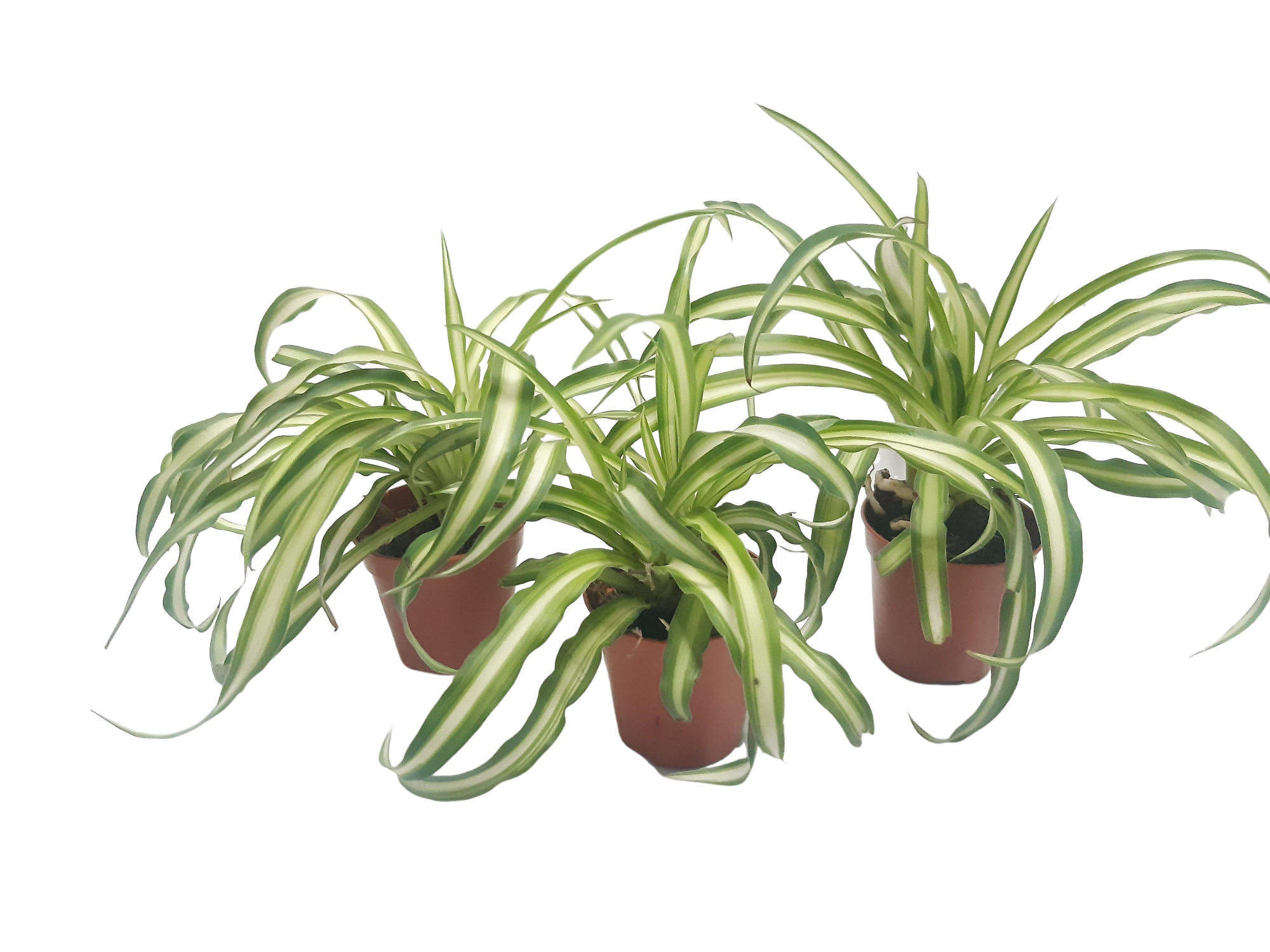 SNCAT Mini Chlorophytum Atlantic 5,5 cm, D 5,5 cm