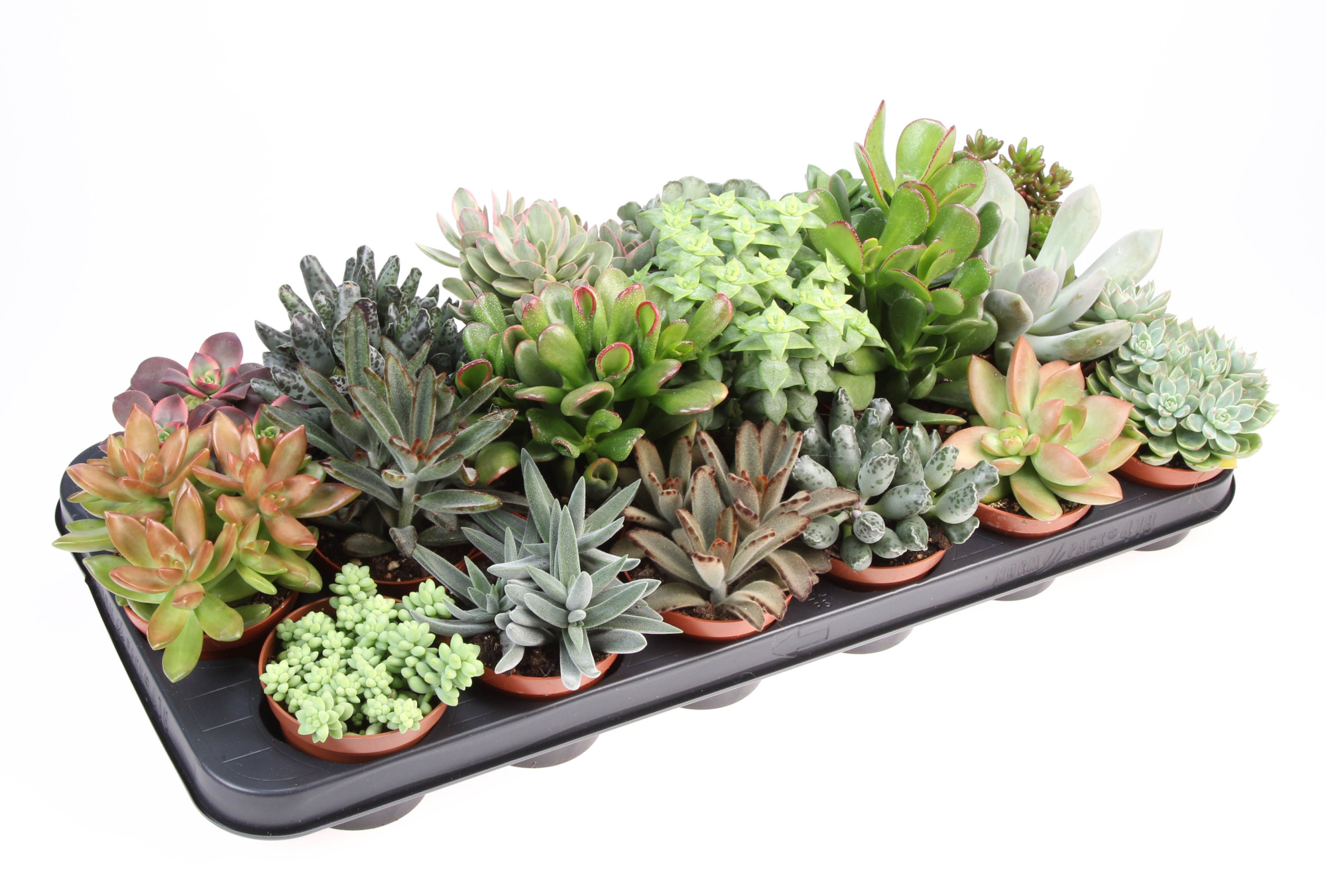 Succulenten mix, D 8,5 cm