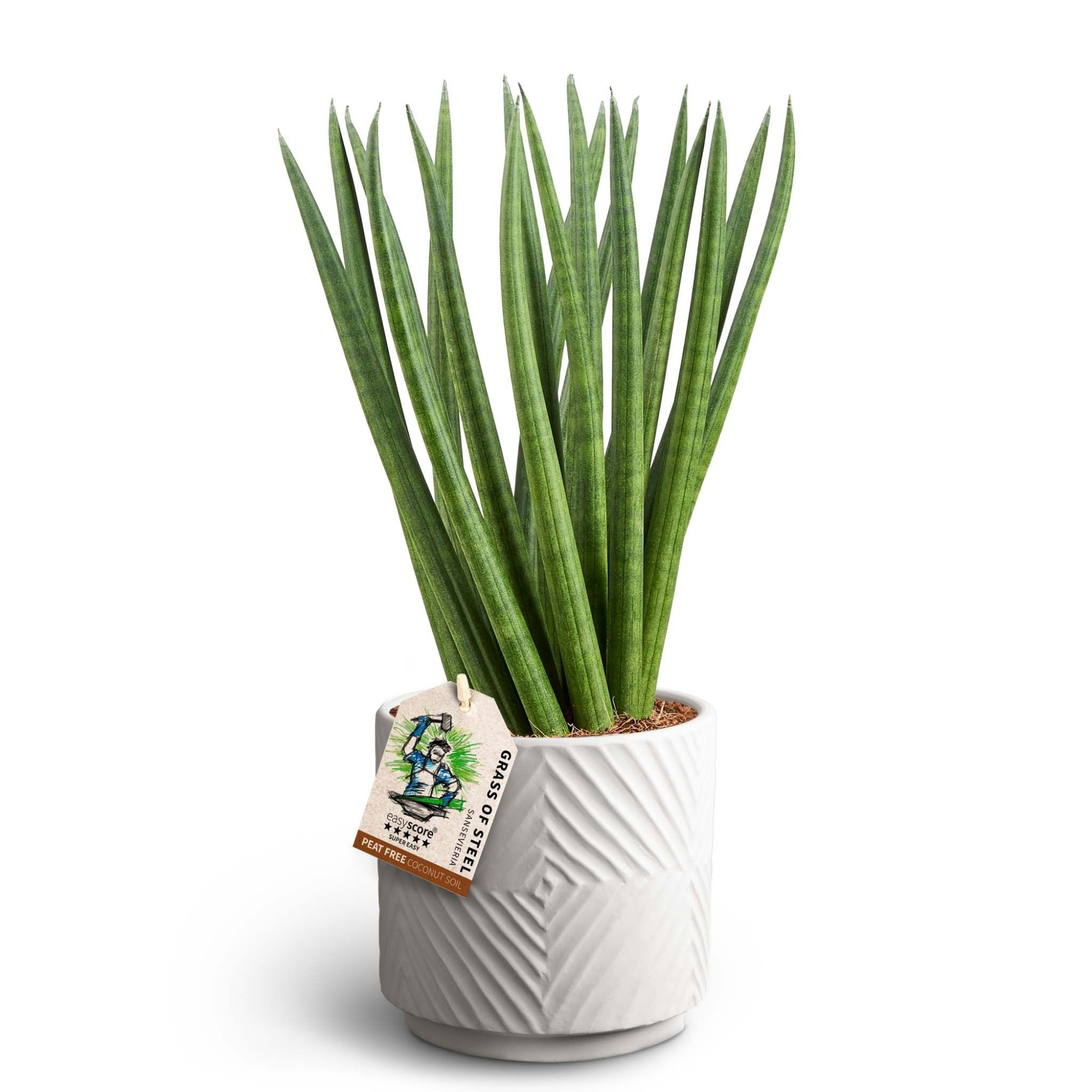 Dune Sand, Sansevieria cylindrica ´Spaghetti´, D 12 cm