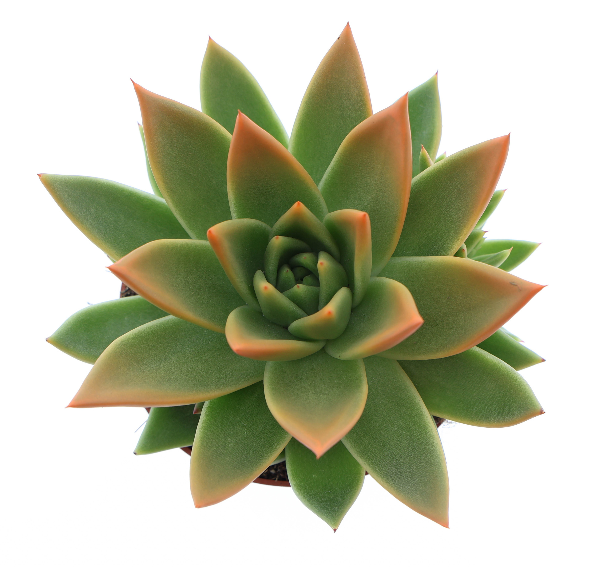 Miranda tips orange, D 10,5 cm