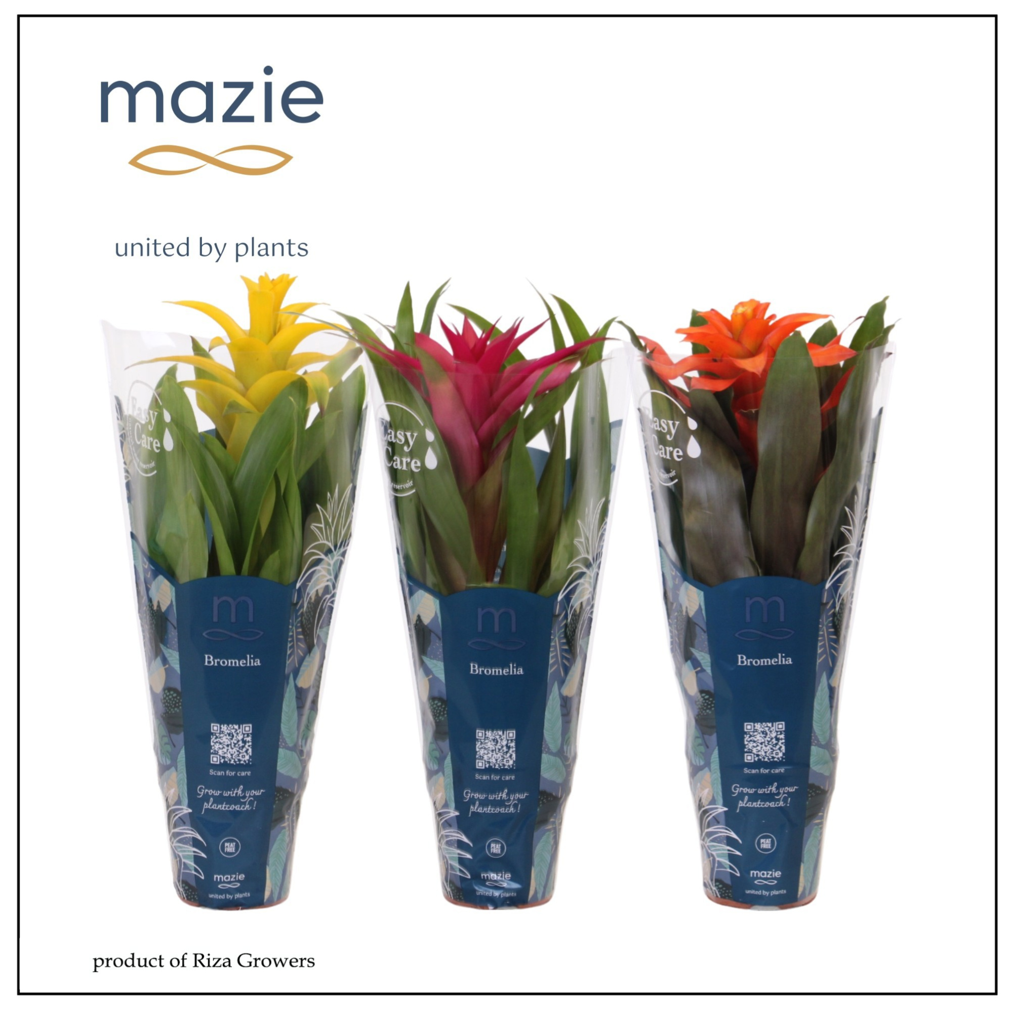 Guzmania Mix - 12cm | Mazie, D 12 cm