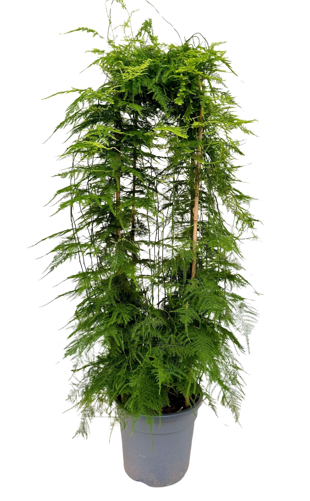 Asparagus setaceus P27, D 27