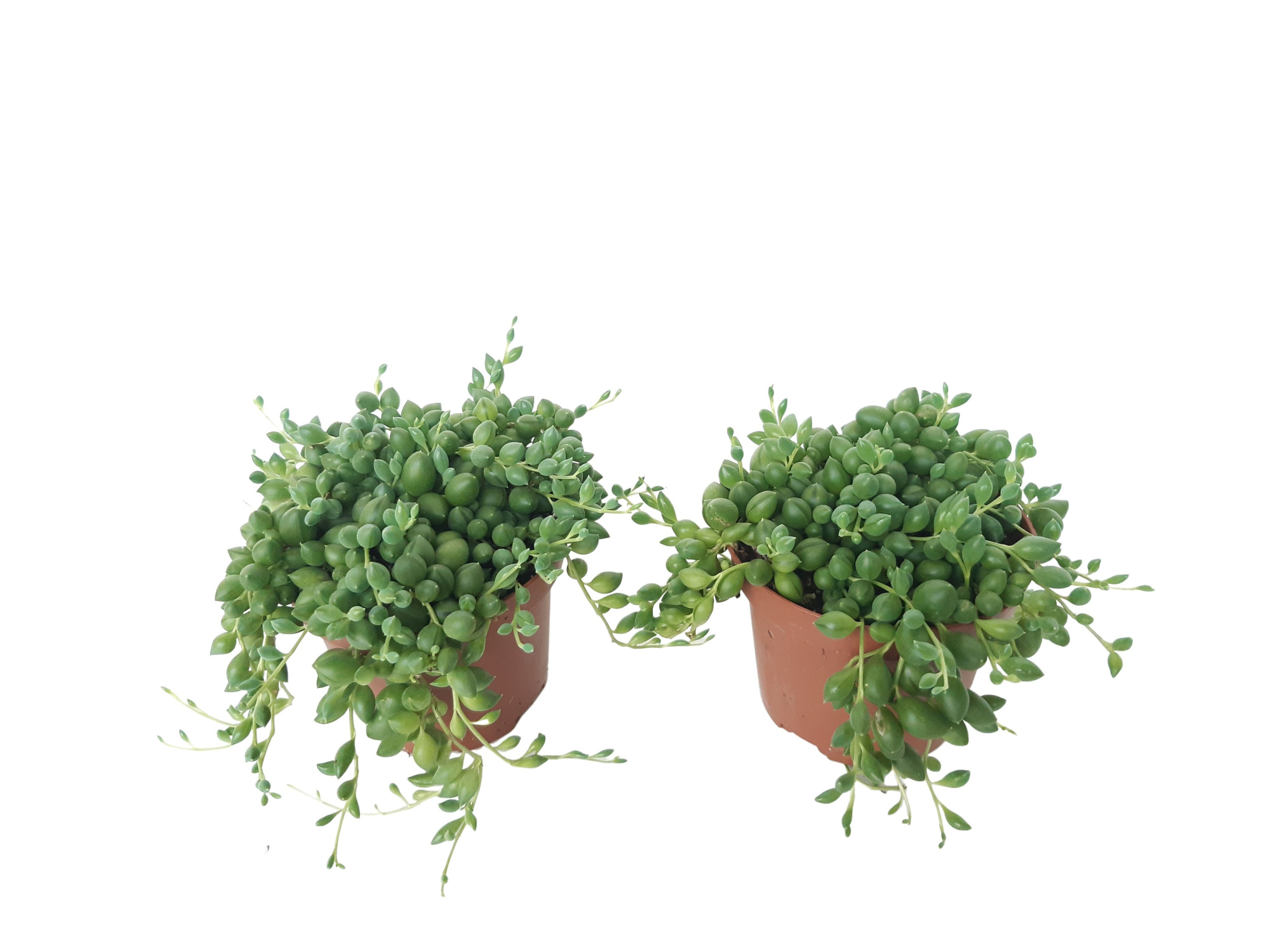 Senecio Herreianus 8,5cm, D 8,5 cm