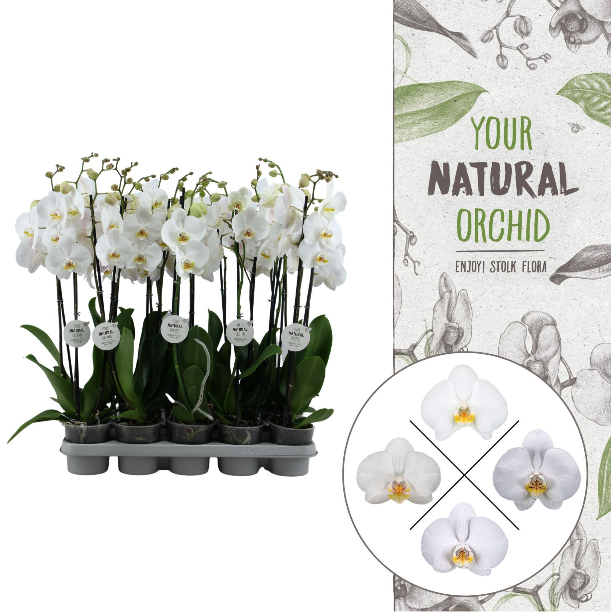 Your Natural Orchid | White 75cm | Phalaenopsis 2 spike, D 12 cm