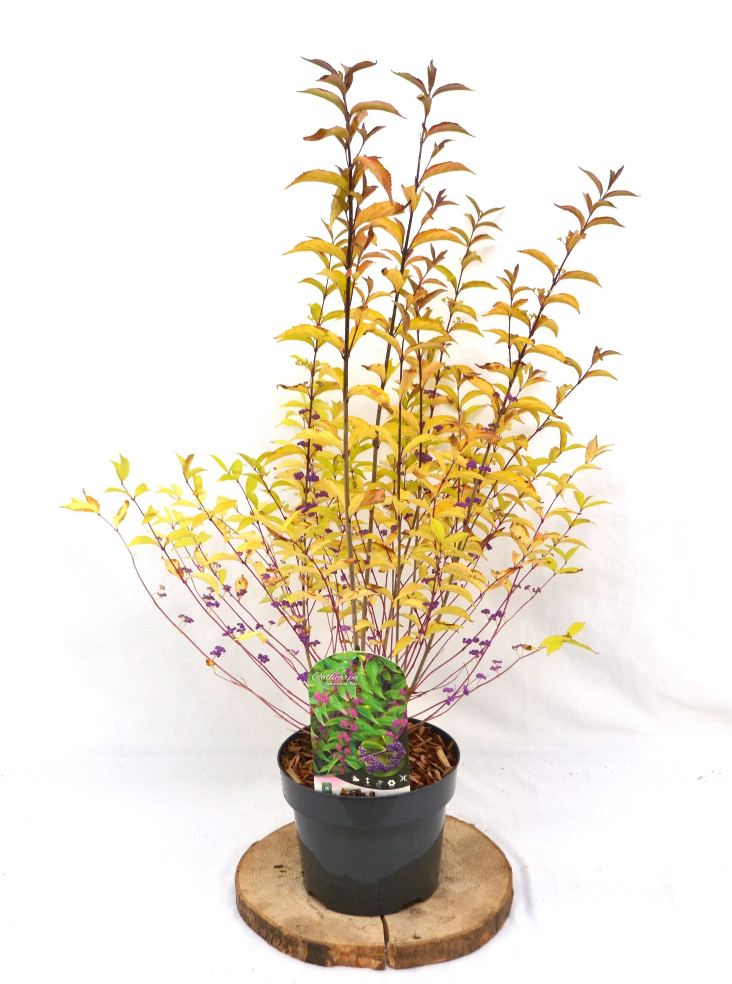 Callicarpa dichotoma Issai C3 30-40, D 19 cm