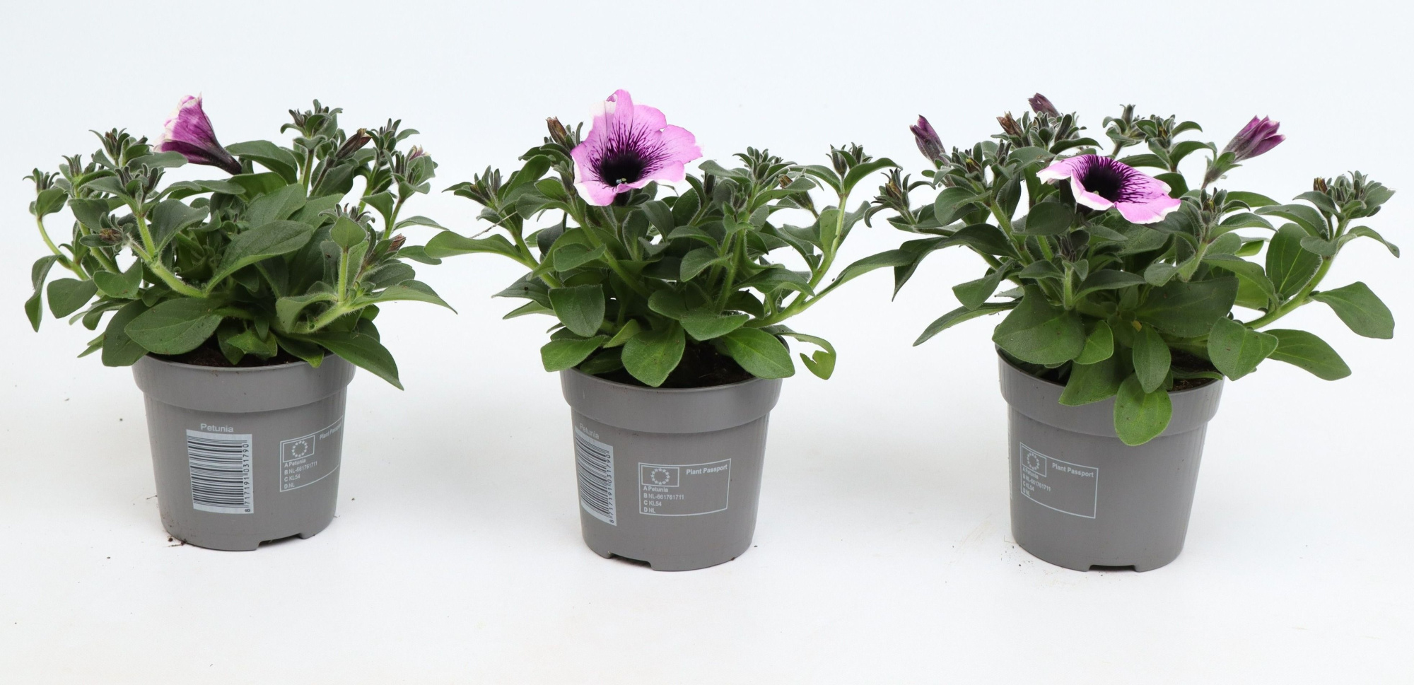 Petunia Famous Lavender Blush, D 10,5