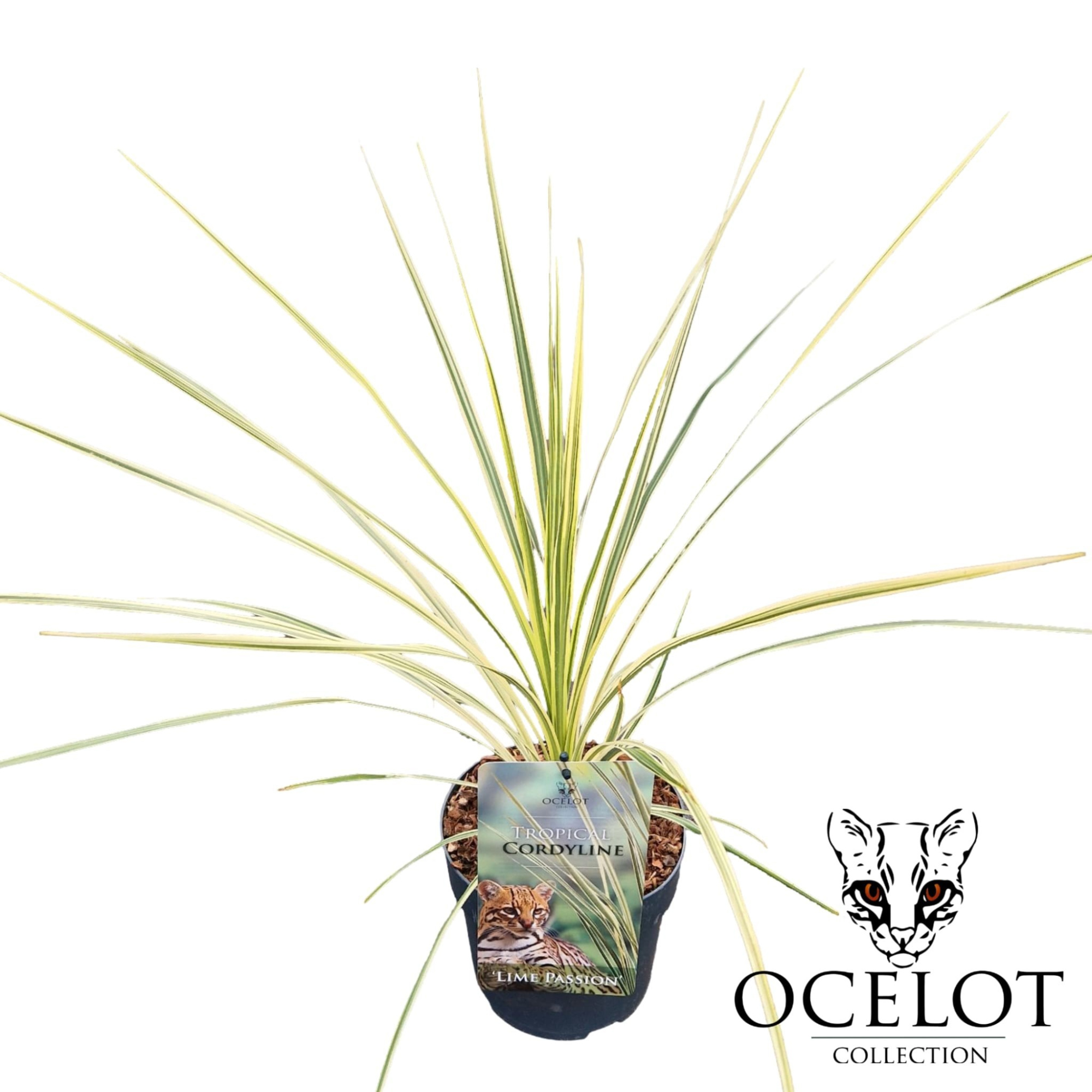 Cordyline australis 'Lime Passion'®, D 17 cm