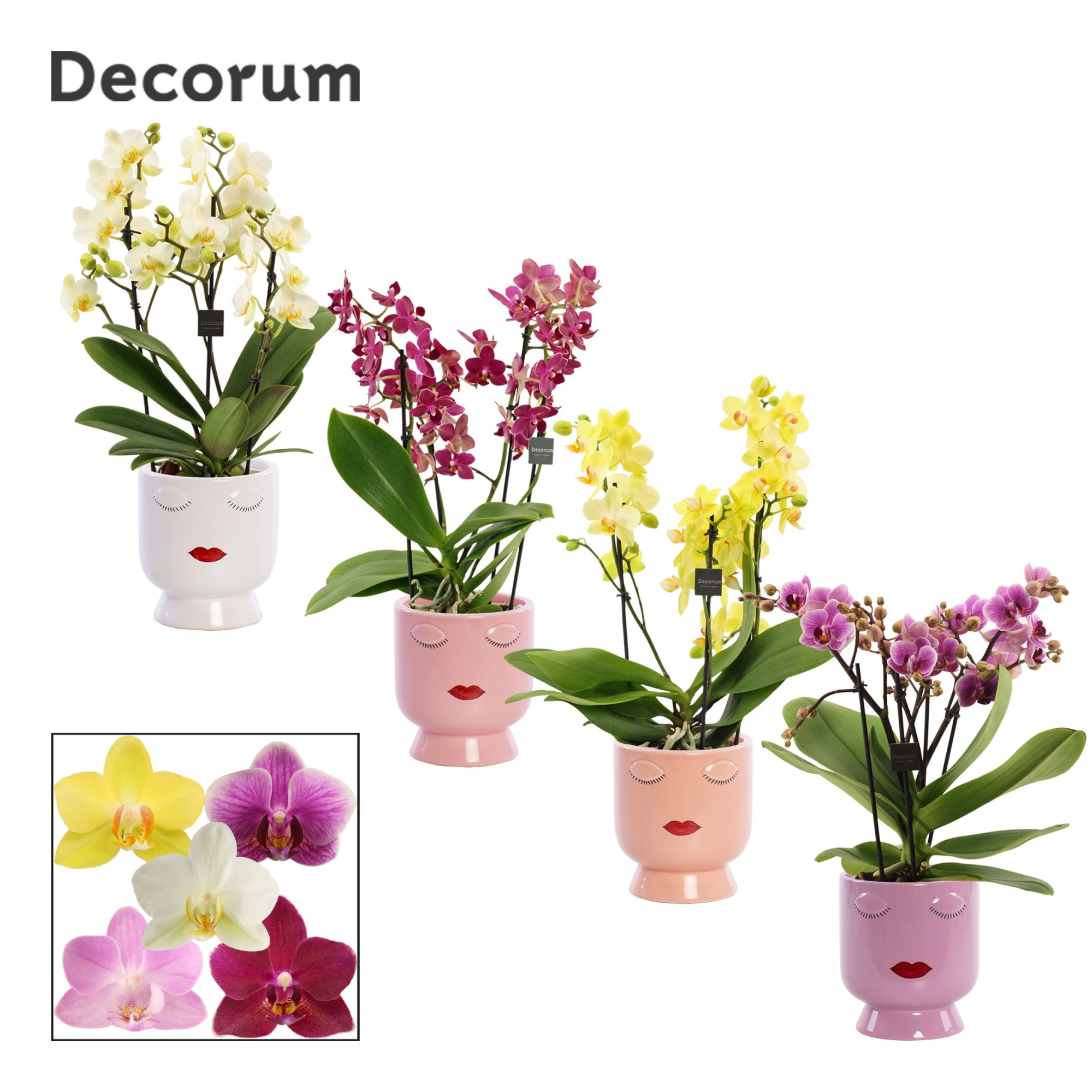 Phalaenopsis dazzling melange 3-4 tak in Dua lipa (Party love-co, D 12