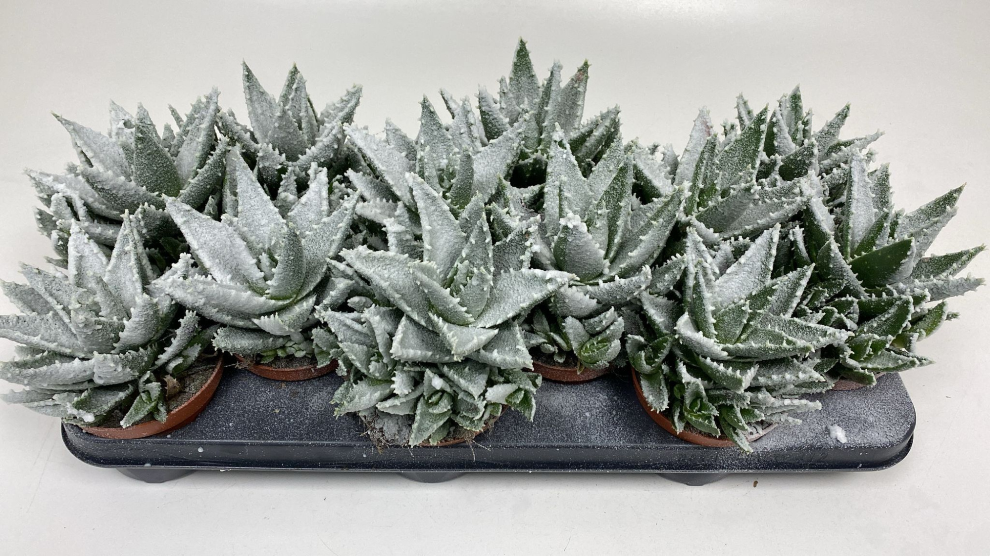 Aloë Frosty, D 10,5