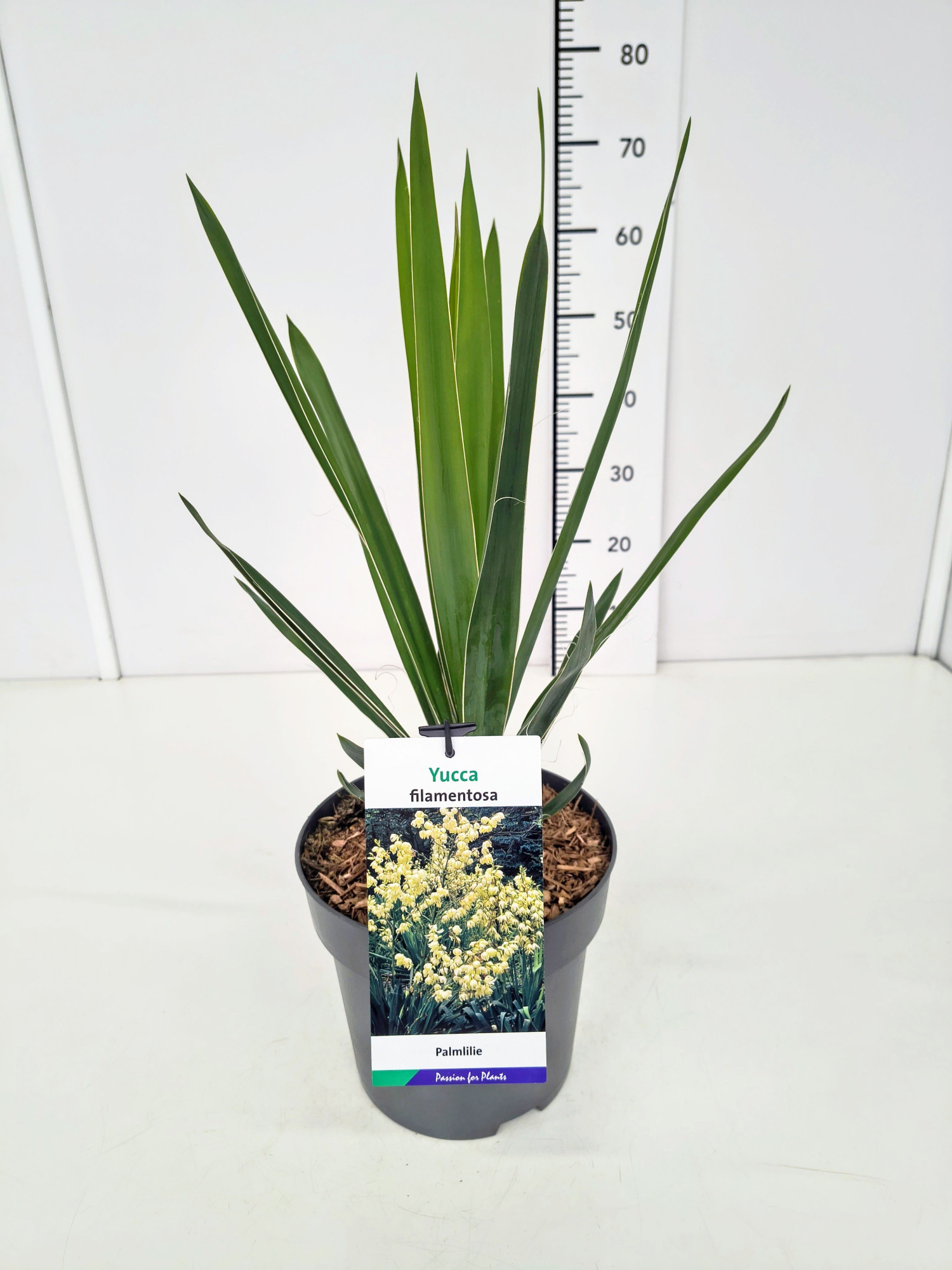 Yucca filamentosa C7, D 23 cm