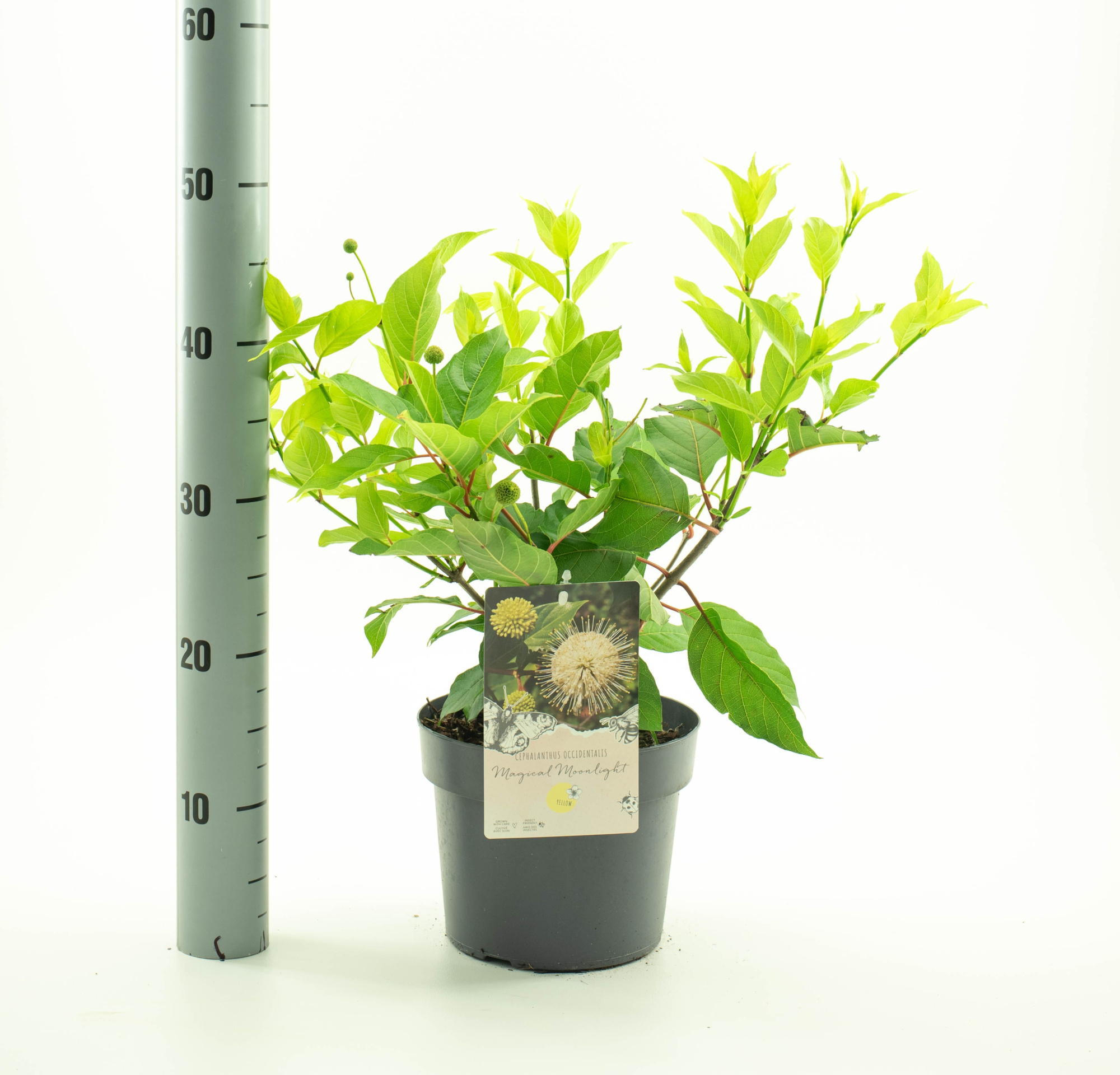 Cephalanthus 'Magical Moonlight', D 19 cm