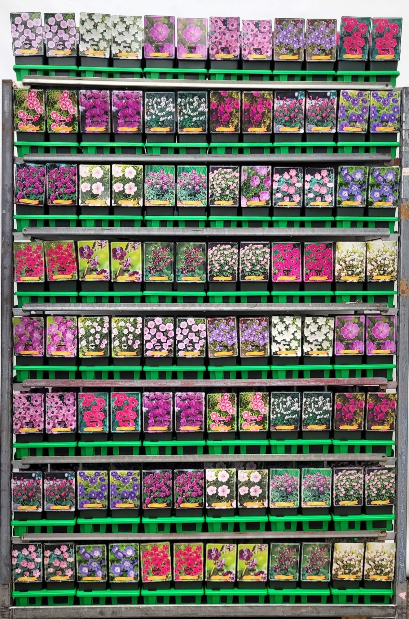 Geranium mix CC P11, D 11 cm