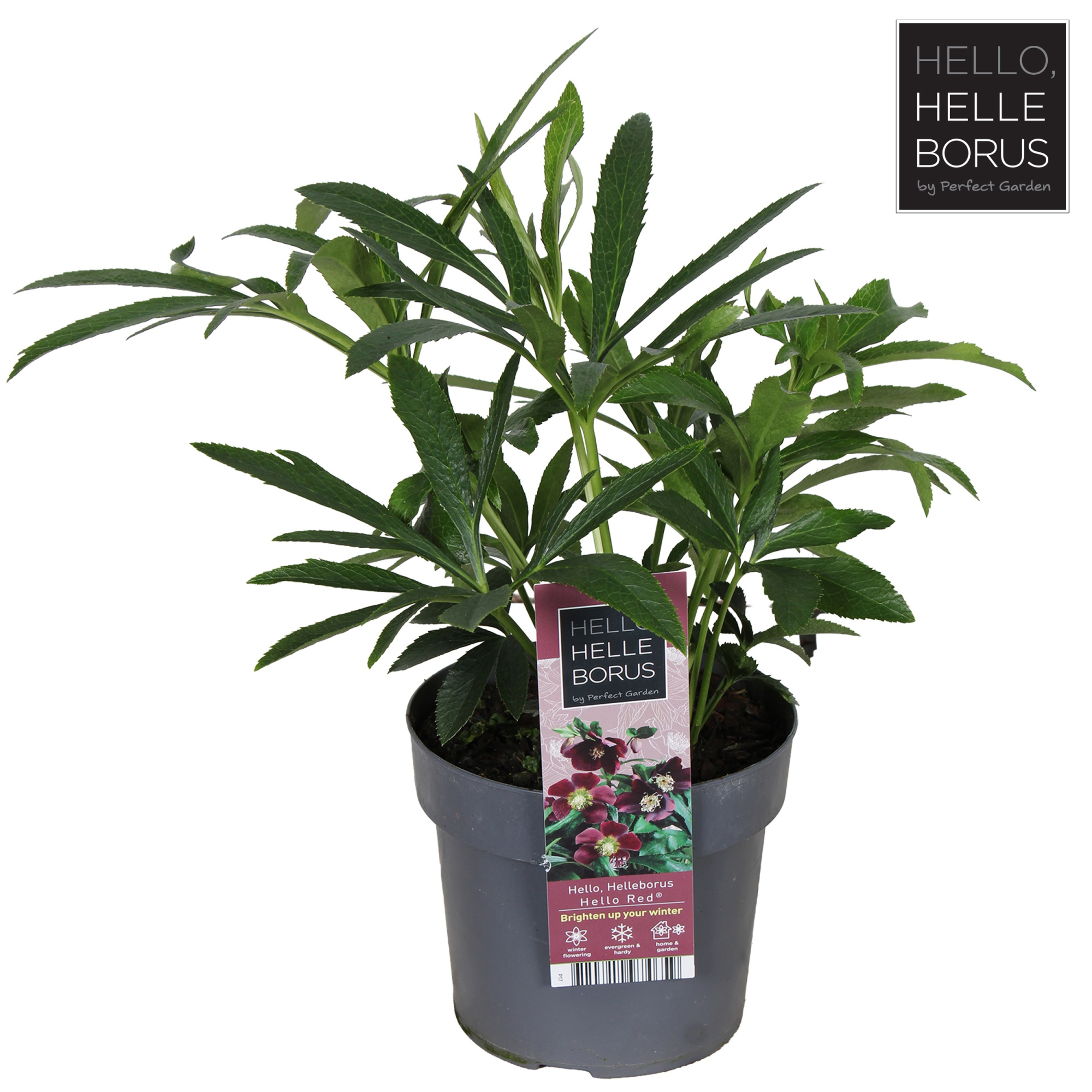 Helleborus orientalis 'Hello Red' P17, D 17