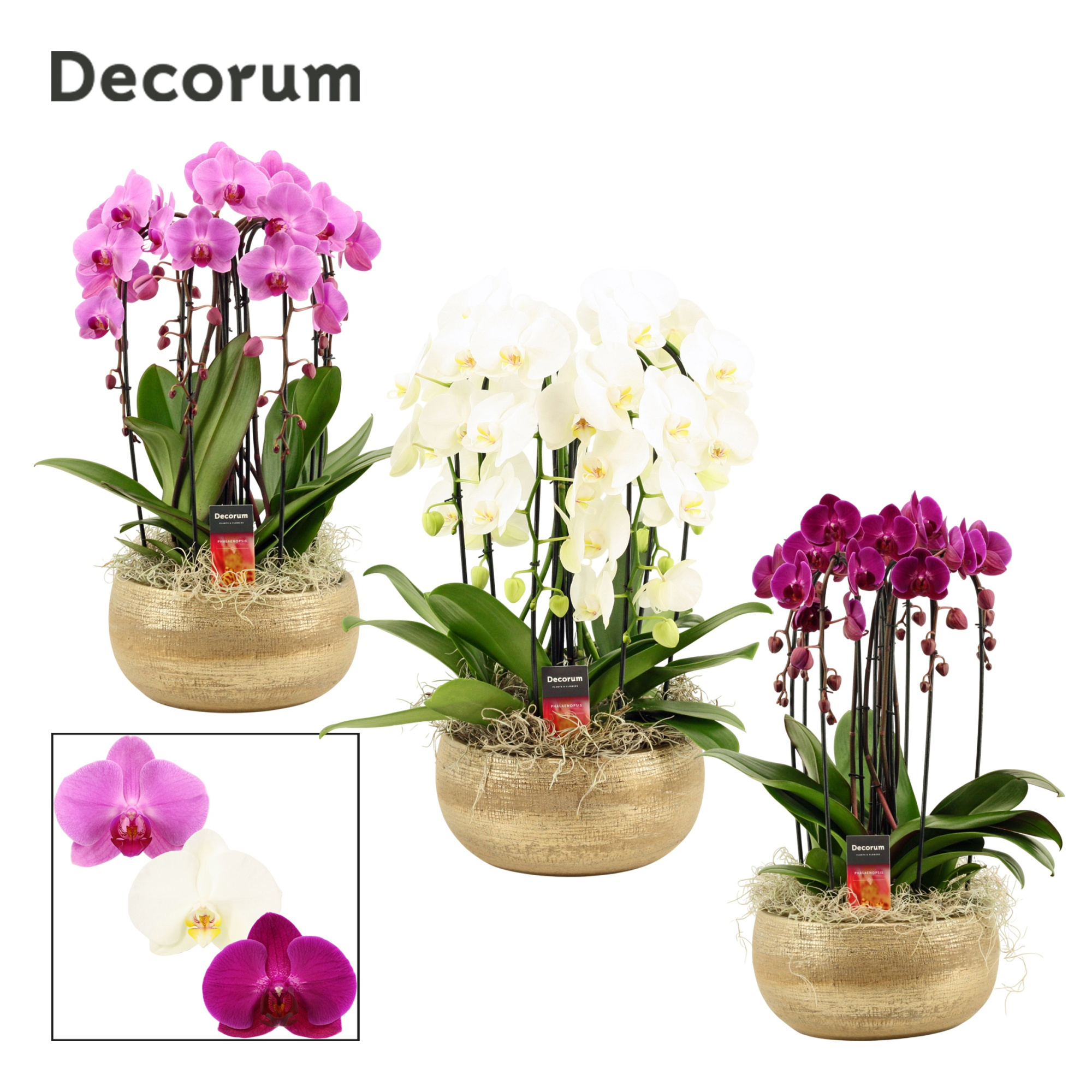 Aurelie cascade 6 tak symphony mix (Deco-collection), D 27