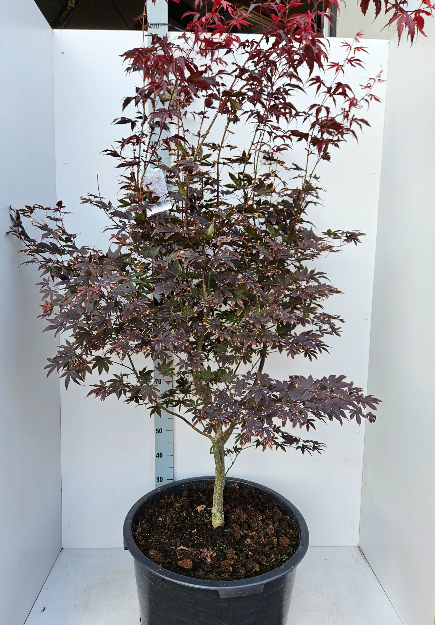 Acer palmatum 'Bloodgood', D 59 cm