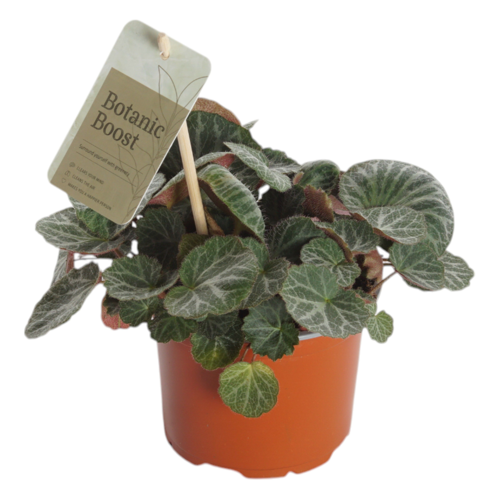 P12 Saxifraga Stolonifera, D 12