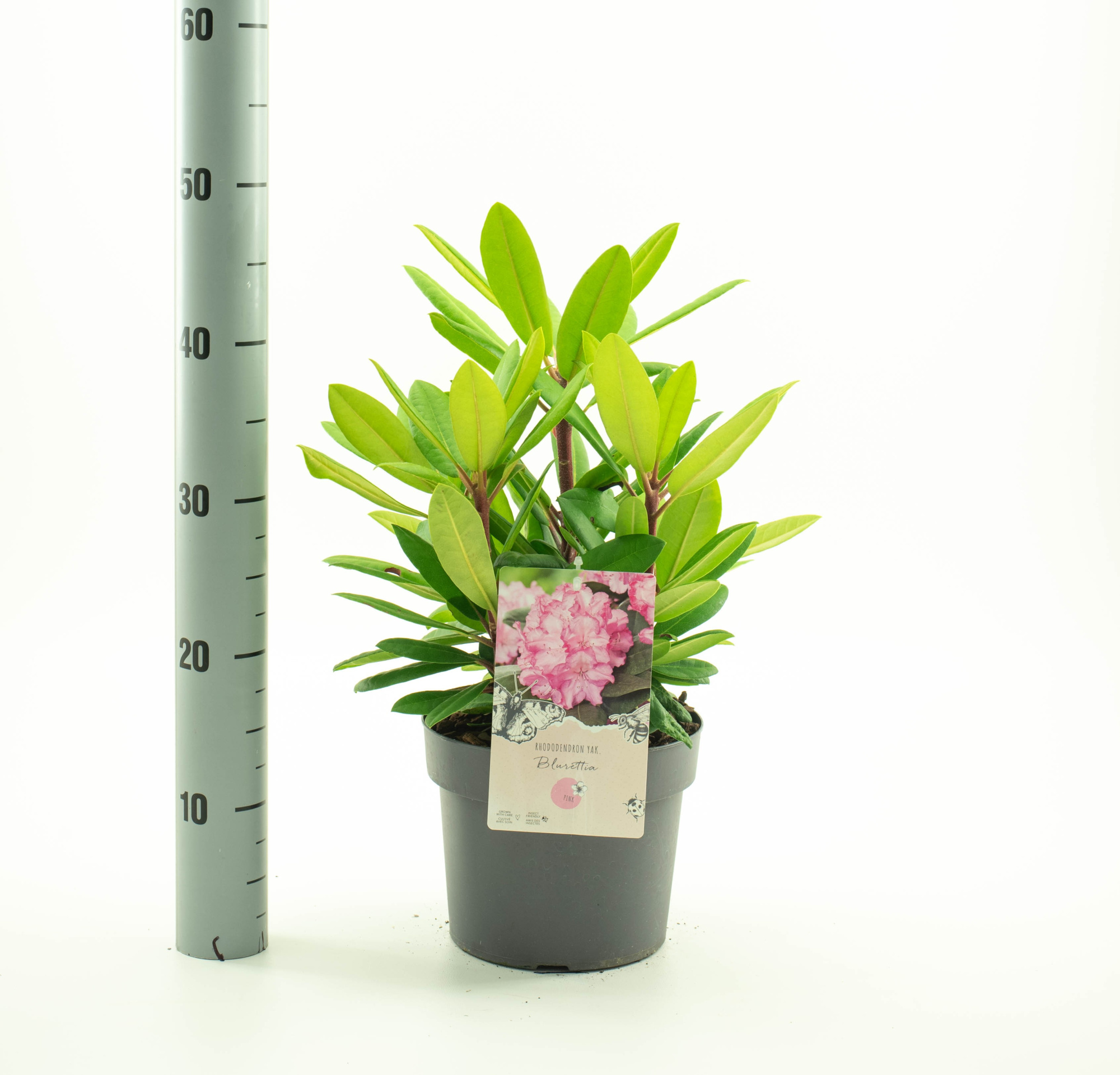 Rhododendron (Y) 'Blurettia', D 19