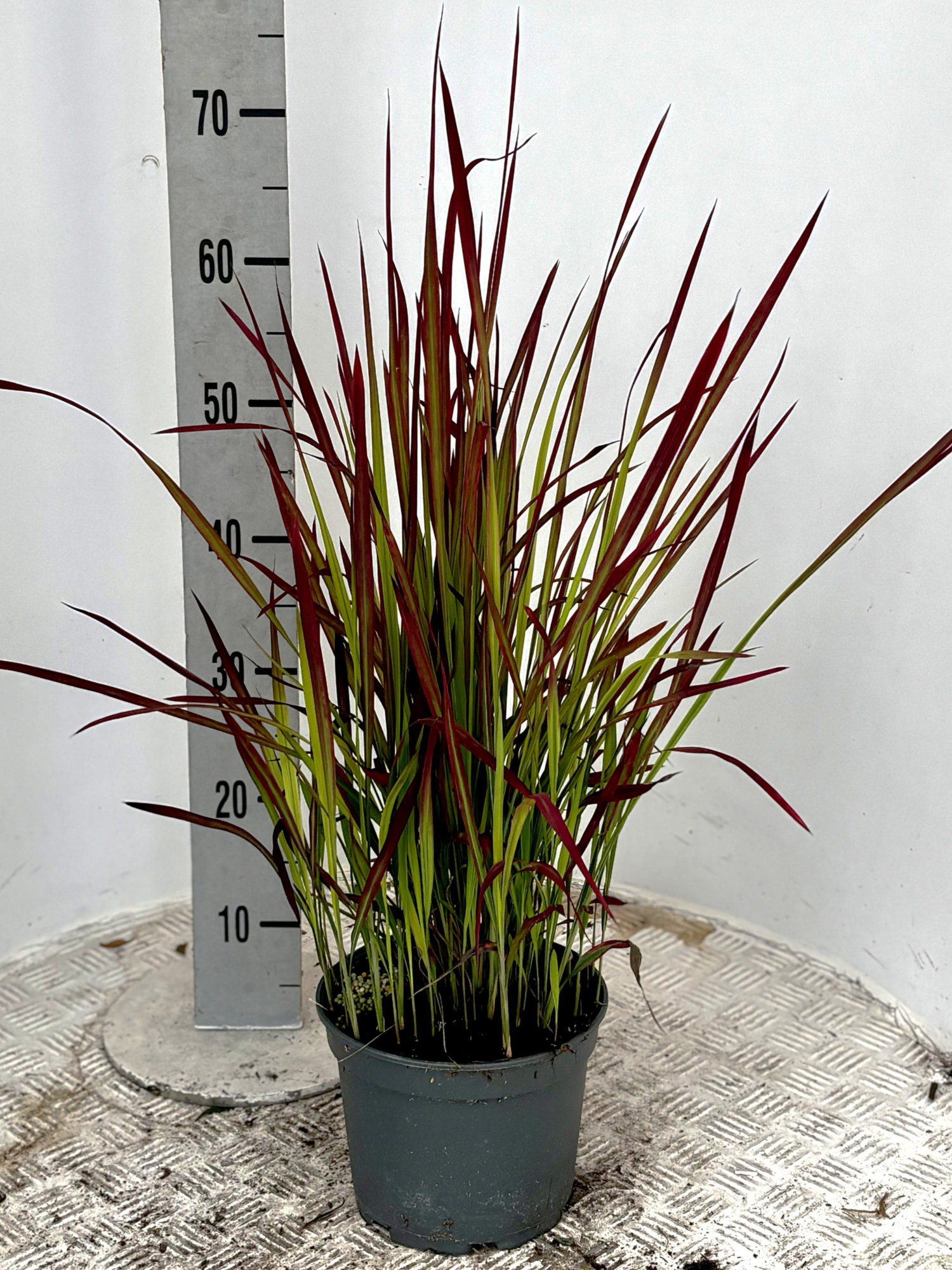 Imperata cyl. 'Red Baron', D 19 cm