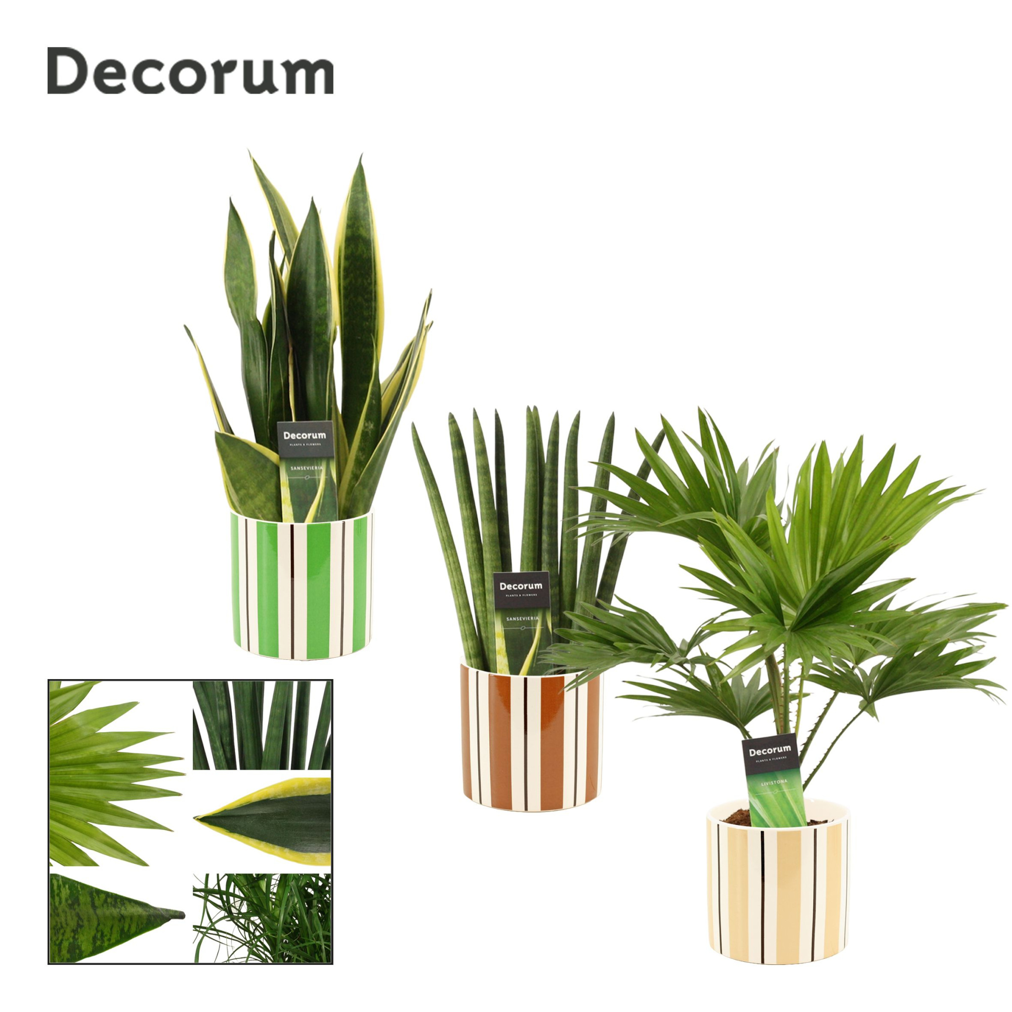 Groenmix 12 cm in Beau (Natural bubble-collection), D 12 cm