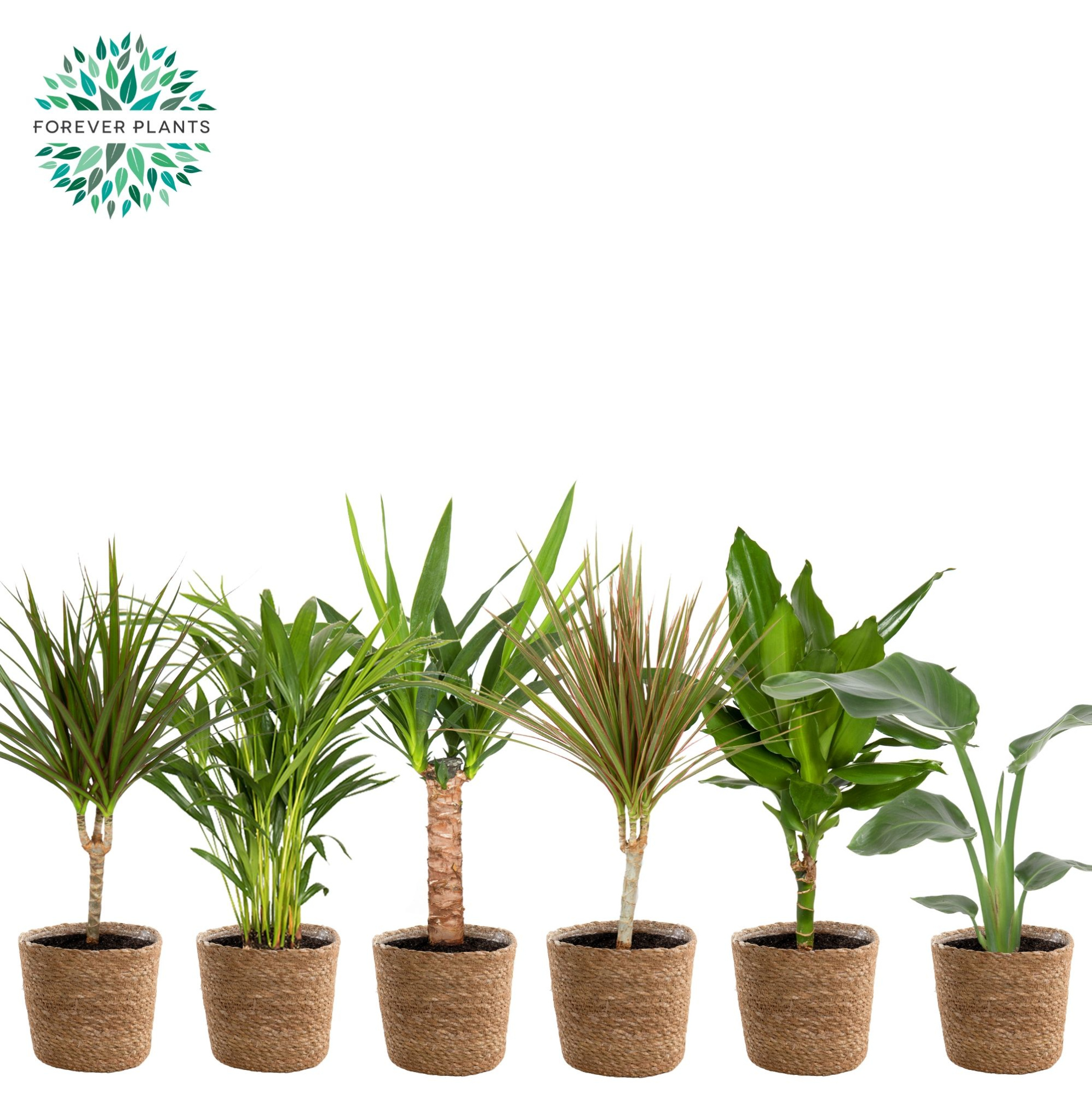 Groen Mix kamerplanten p14 in GABY mand, D 14