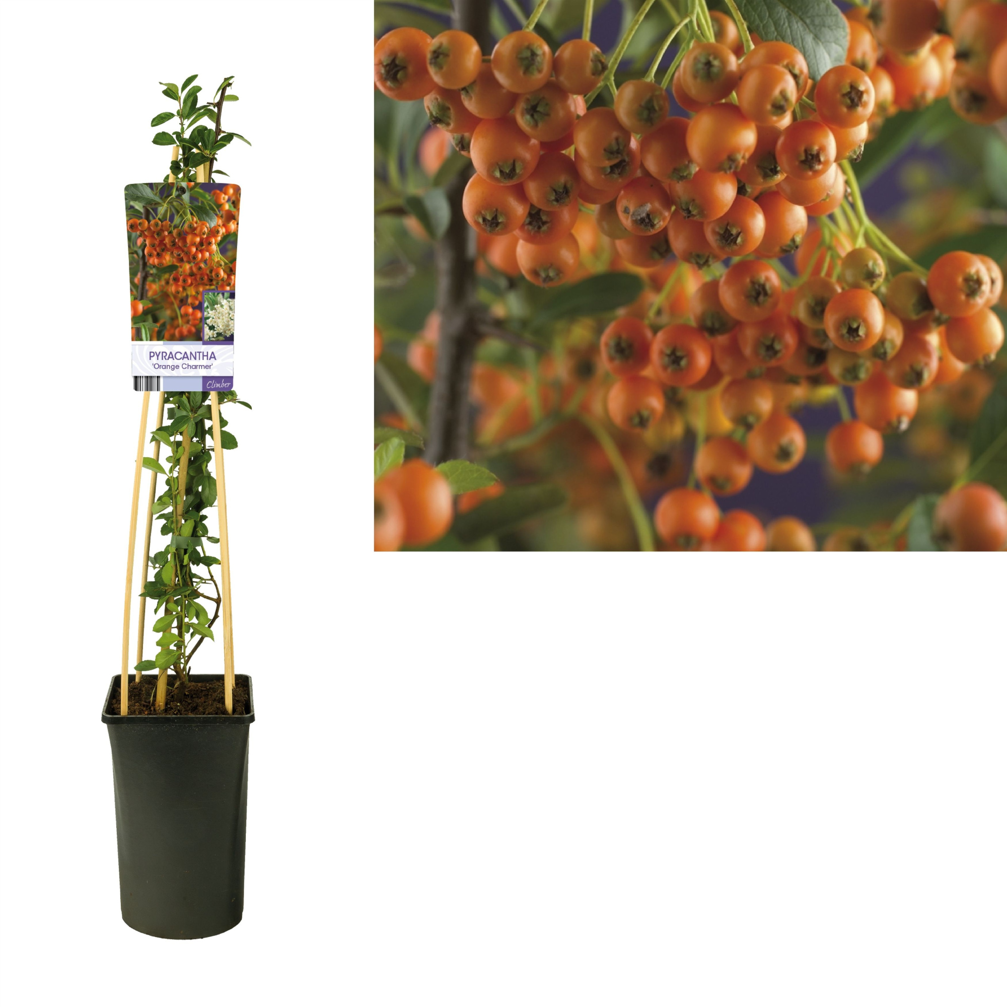 Pyracantha 'Orange Charmer' +light label, D 17 cm
