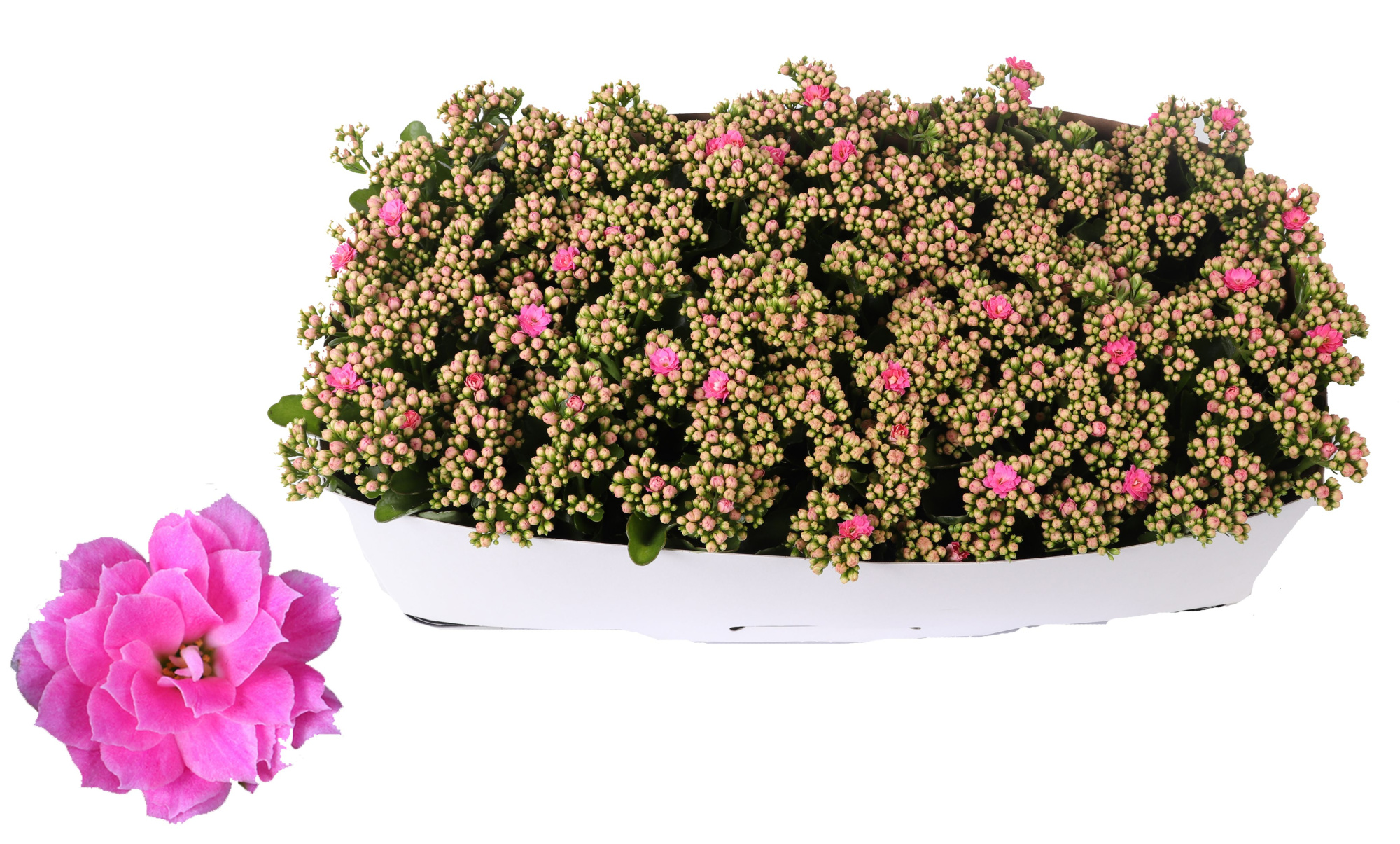 Kalanchoe Rosalina 12cm Don Nando roze, Traykraag, D 12