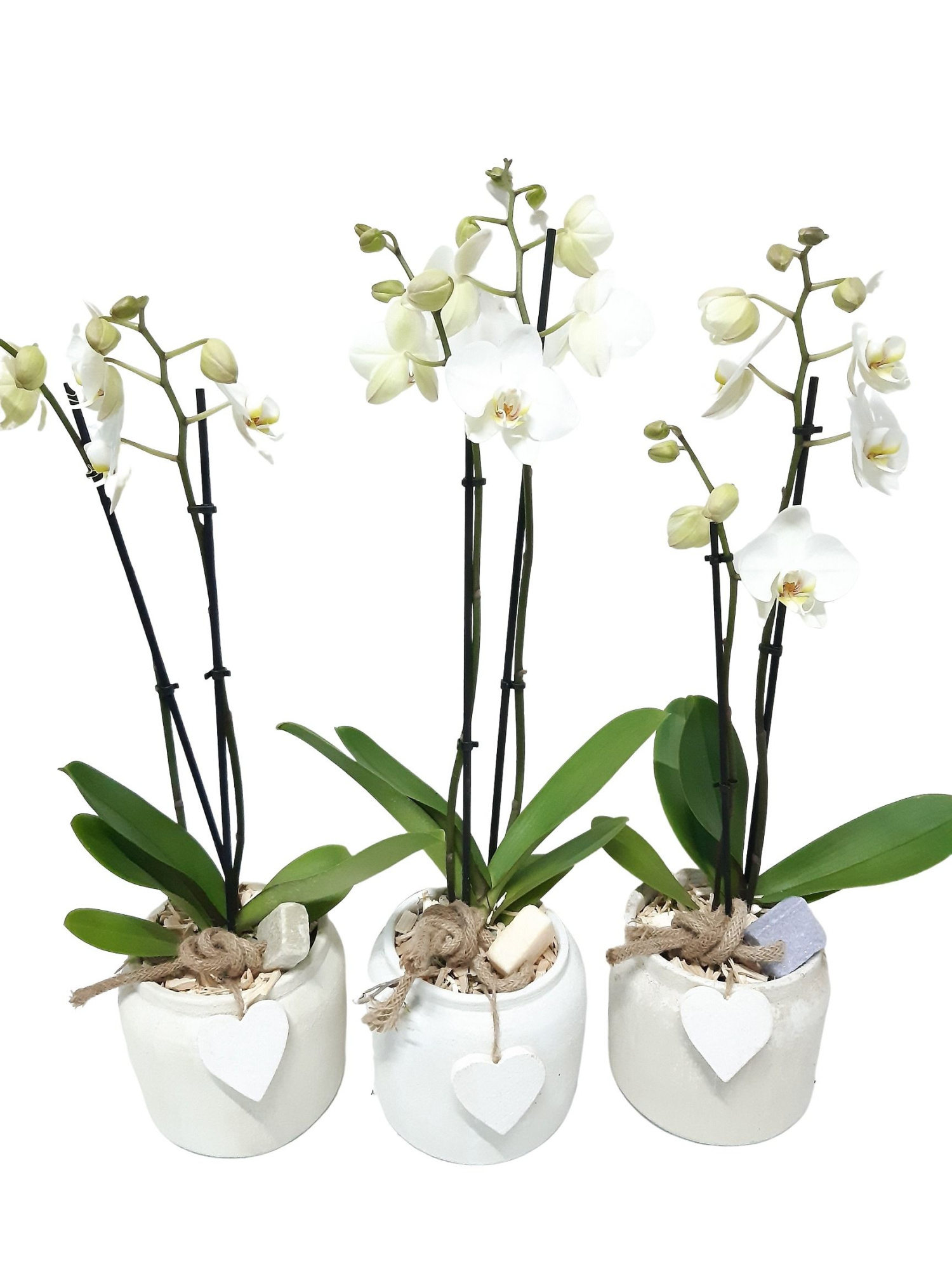 RWP16PHHAC Rude White Pot Phal 2t wit + Aroma cube deco, D 16 cm