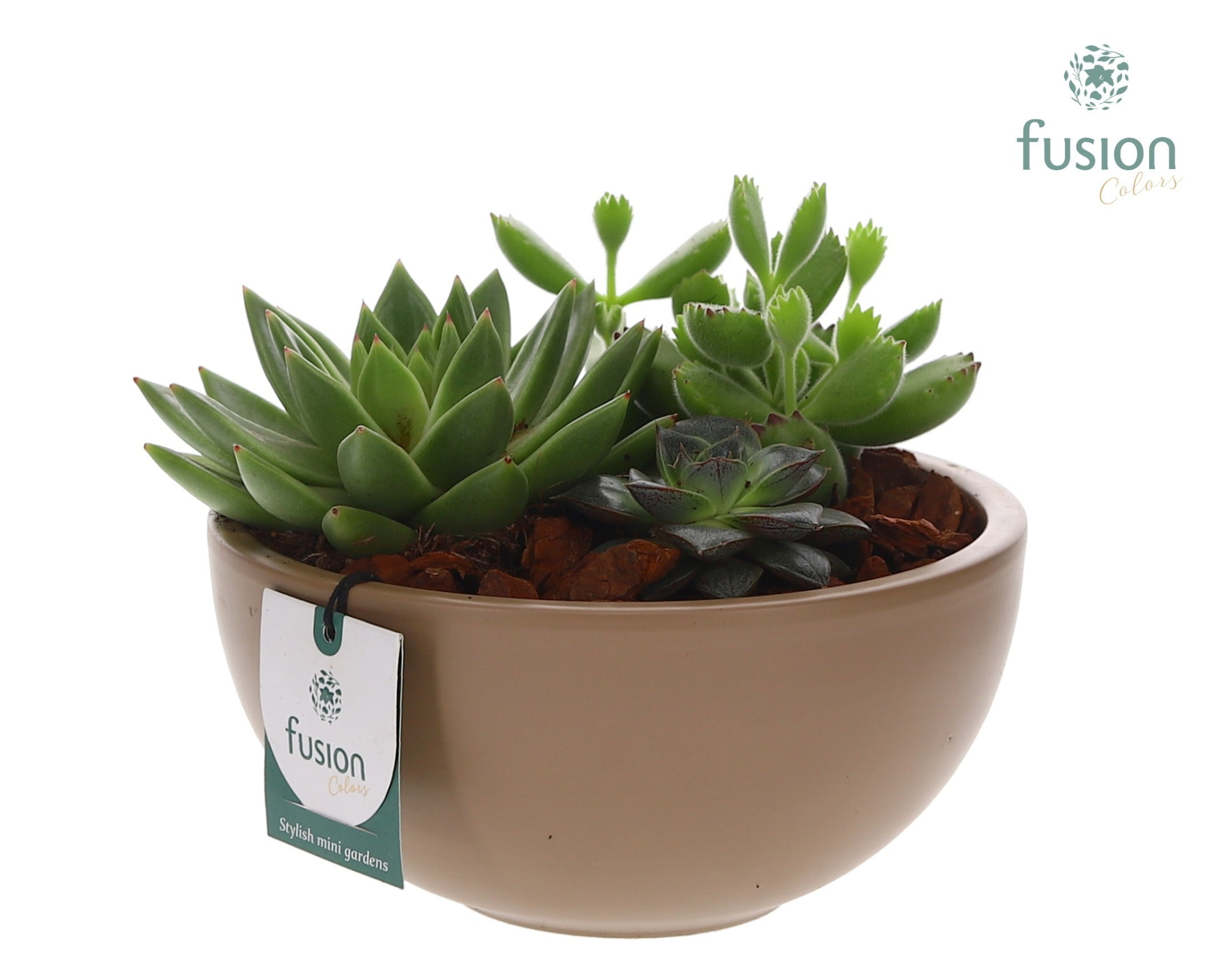 Keramieken moonschaal beige met succulenten, D 18