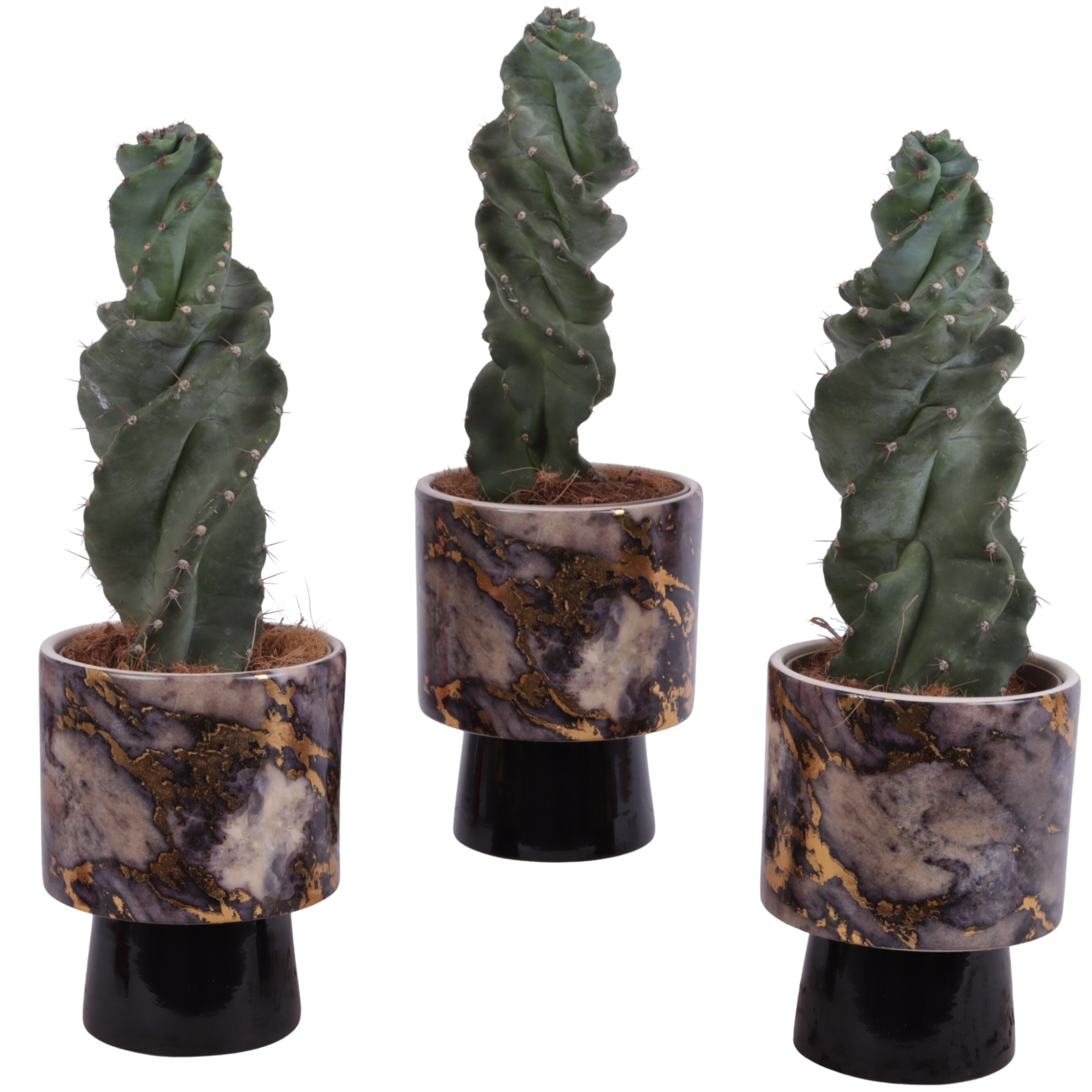 Cactus Cereus Spiralis Ø12cm in Ø14cm Ceramic PL672, D 14