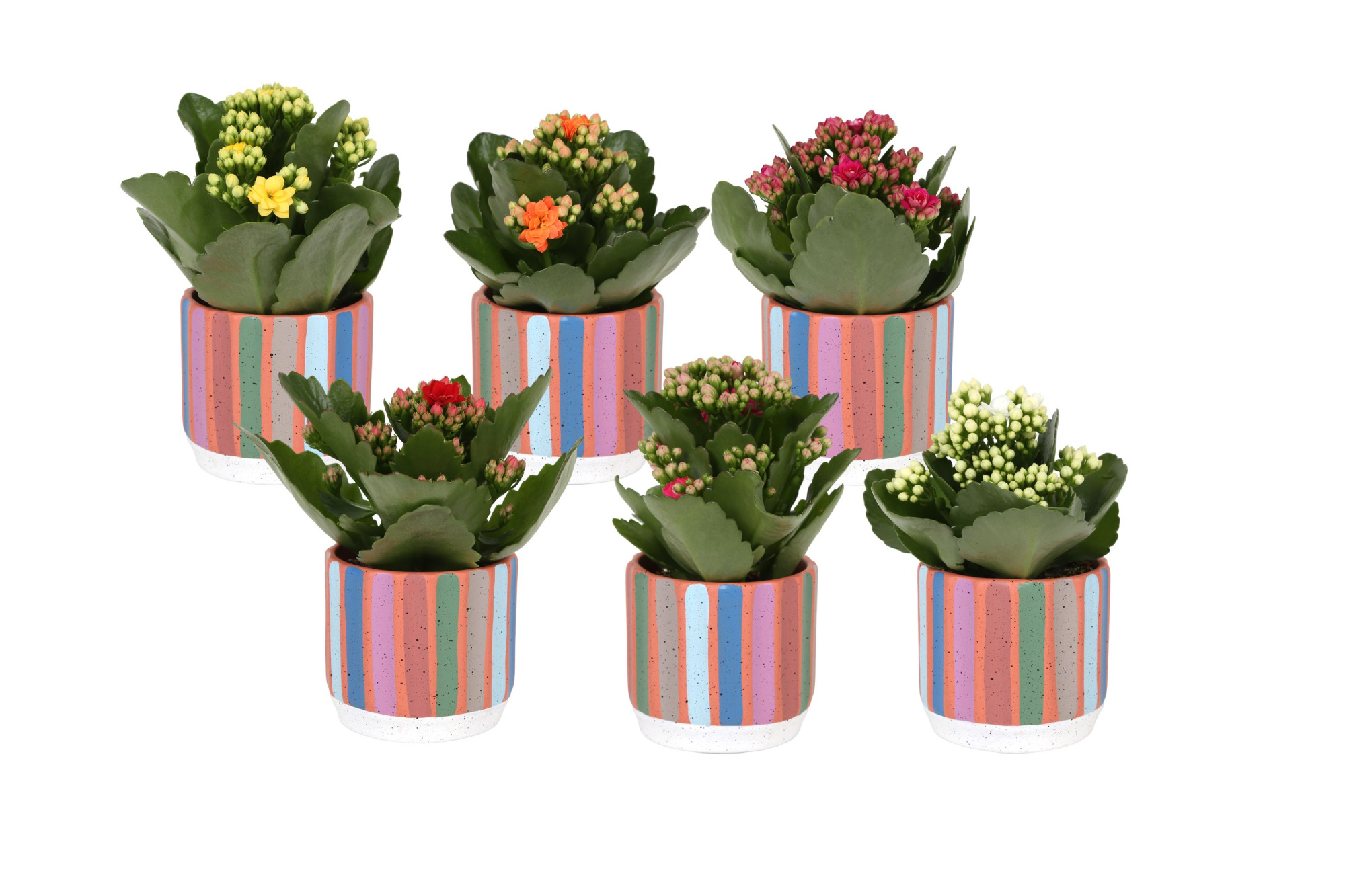 KP-882.1 - Kalanchoe Rosalina 7cm in streeppastel, D 7 cm