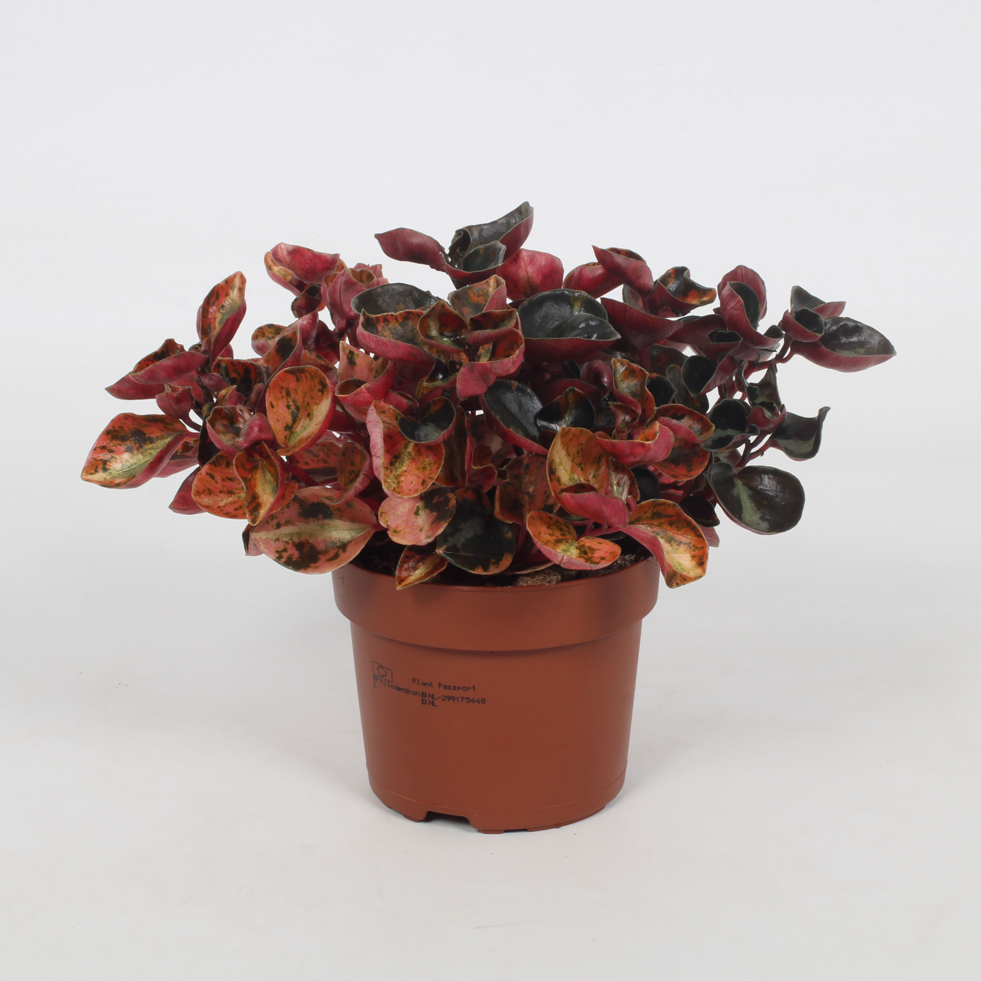 Peperomia Creme Brulee 12cm, D 12 cm