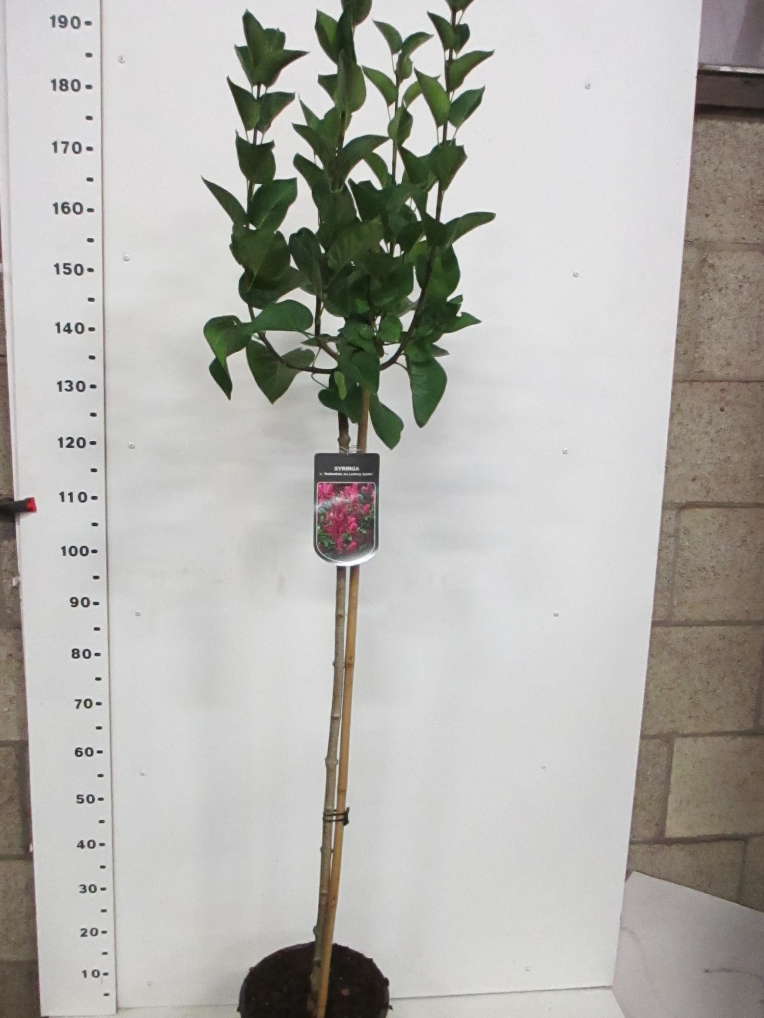 Syringa vulg. A.L. Späth 110 stam P28, D 28