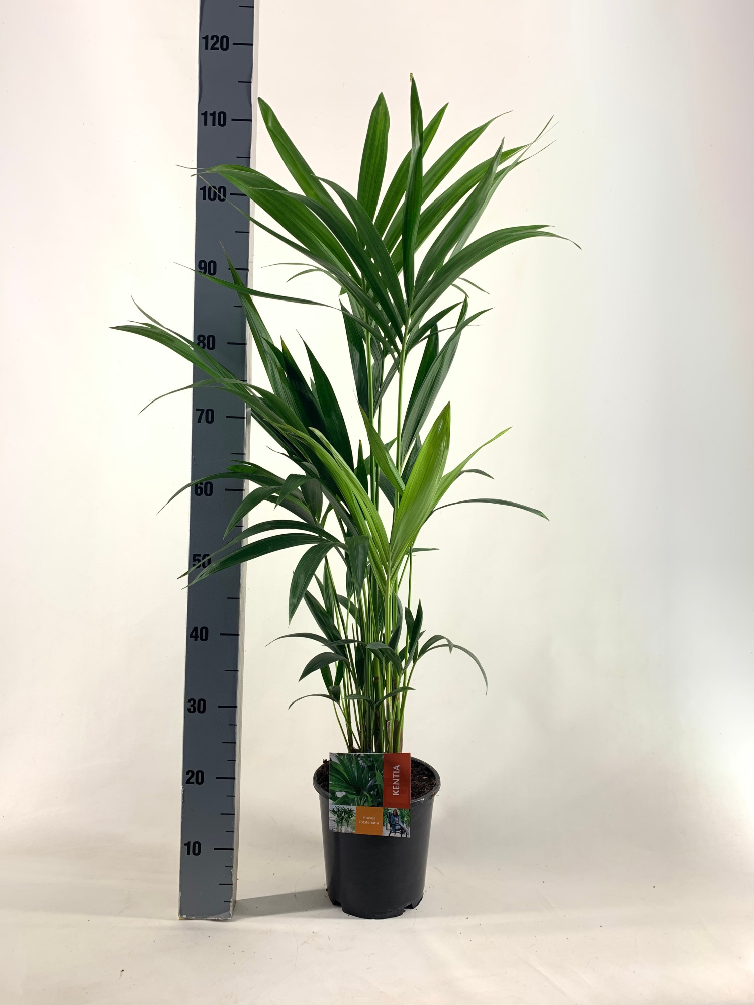 KENTIA P19 H100 -5PP EcoLine (Howea forsteriana), D 19