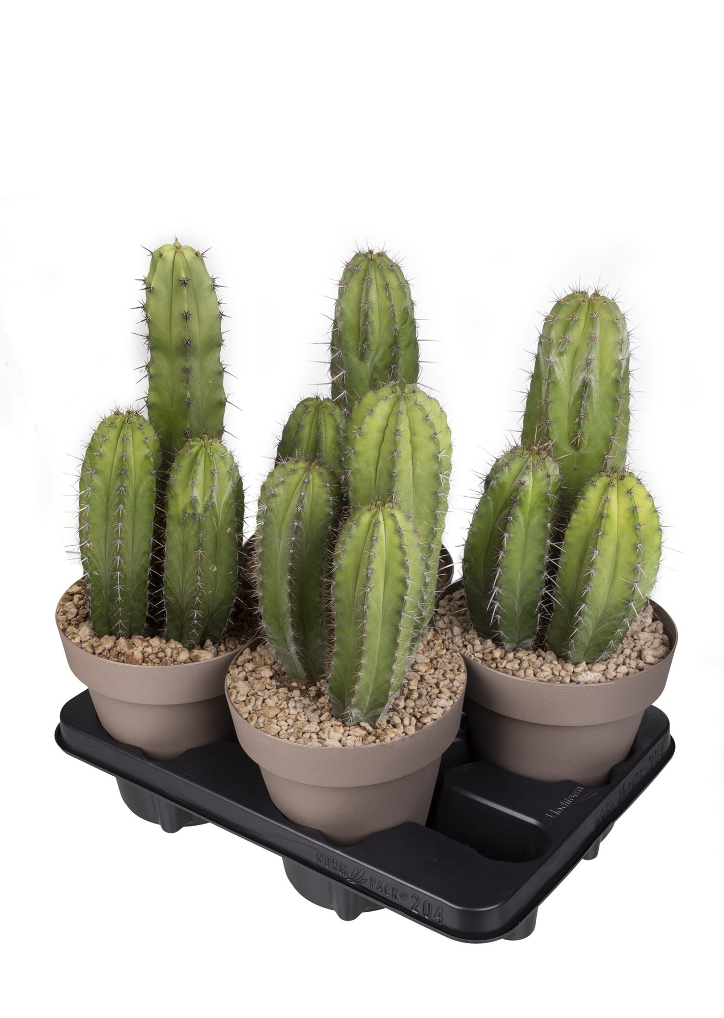 POLASKIA CHICHIPE POT Ø 16 - TRAY 4 PCS (CACTUS), D 16 cm