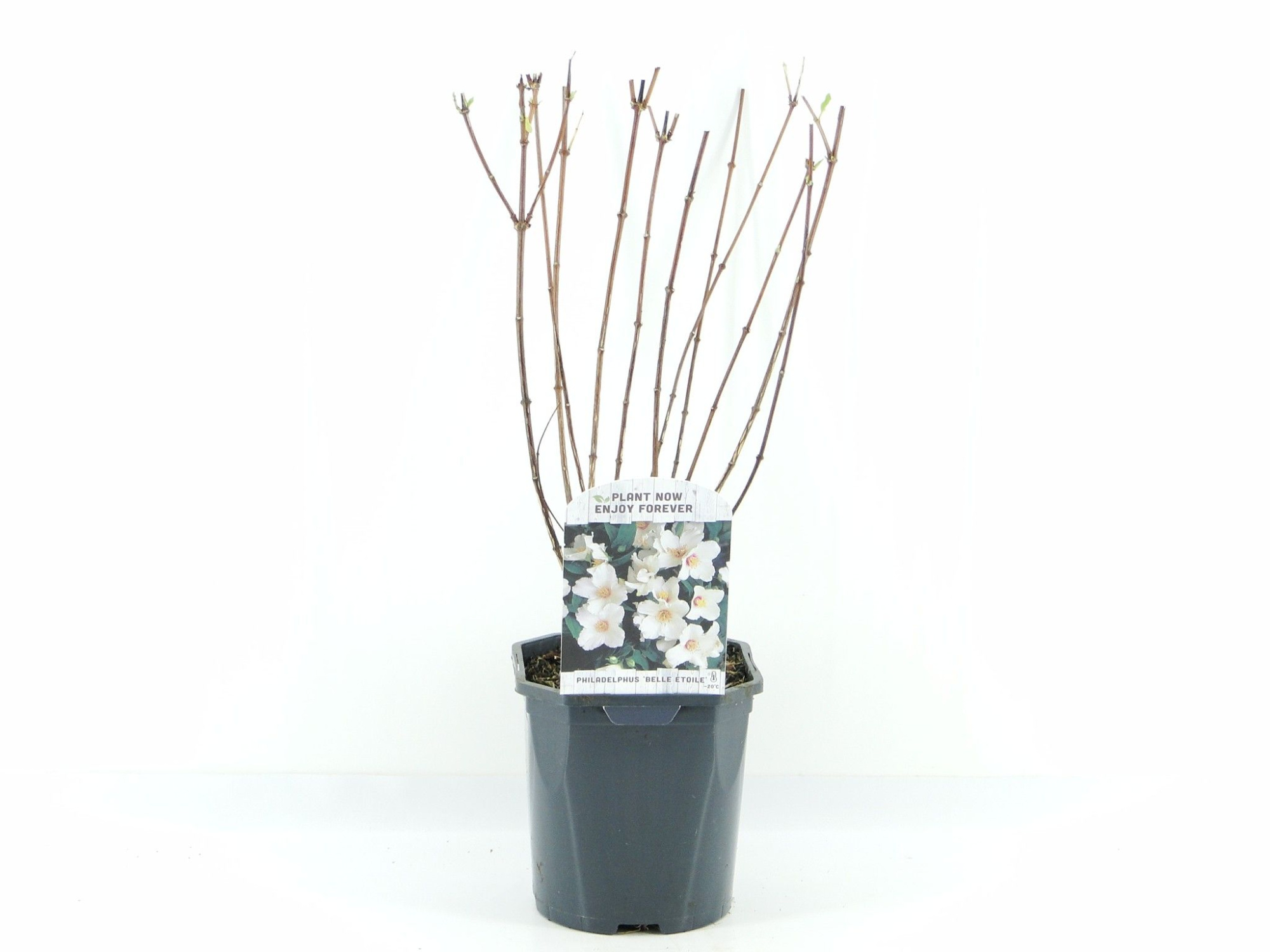 Philadelphus Belle Etoile, D 17