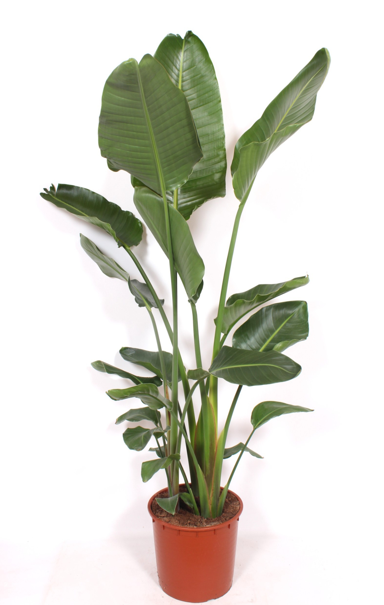 Strelitzia nicolai, D 34