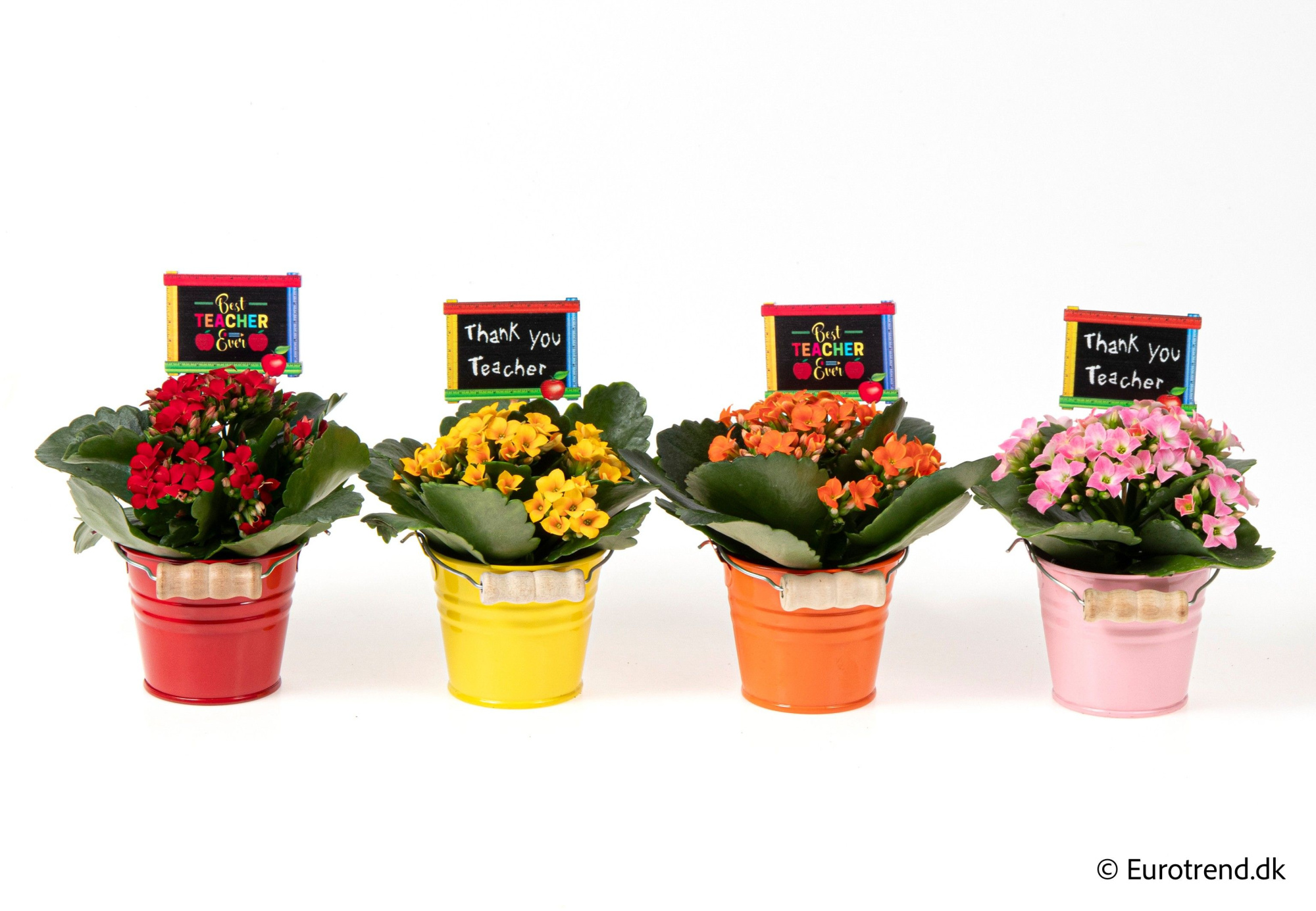 Kalanchoe in Zink buckets - Spring, Summer & Autumn 2025, D 6 cm