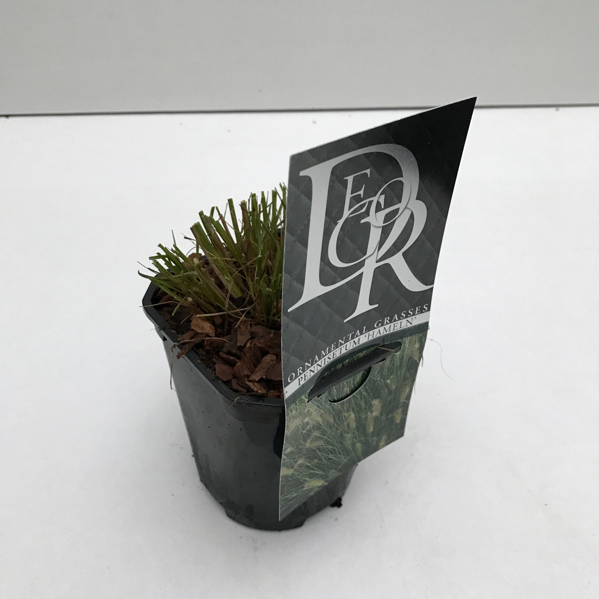 Pennisetum 'Hameln', D 13