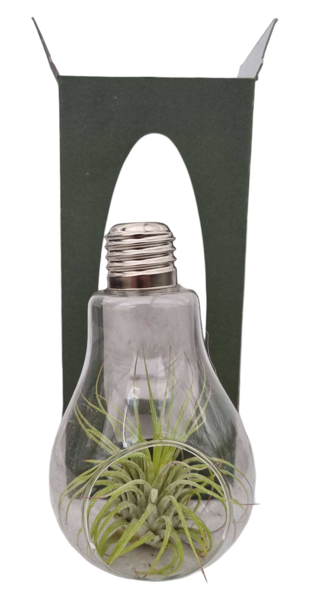 Tillandsia lamp glas gift package, D 9 cm