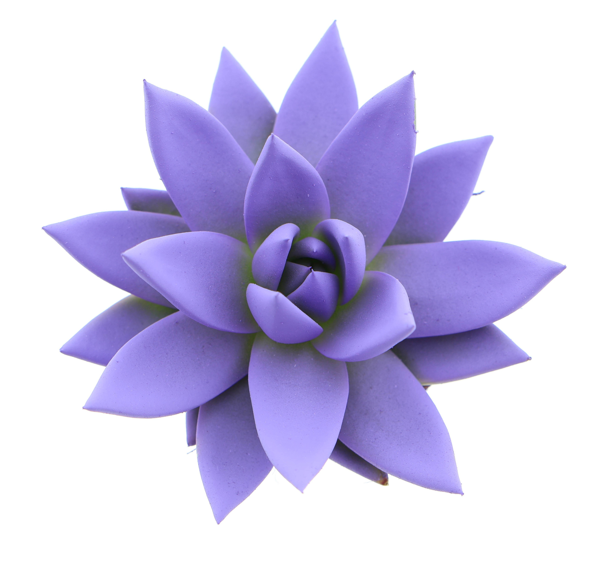 Rainbow dark milka, D 6 cm