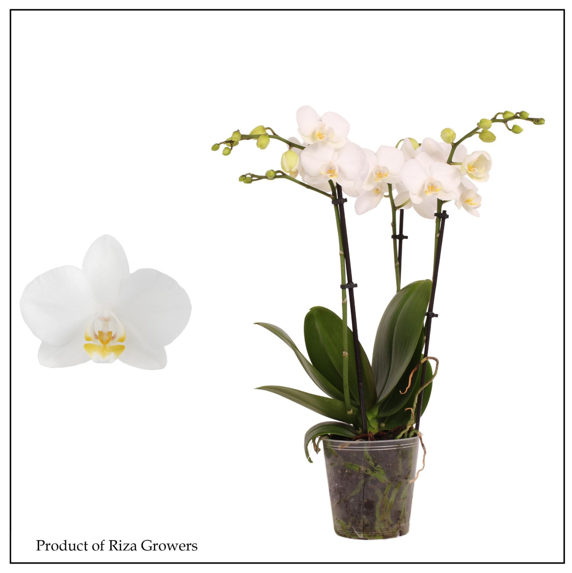 Phal. Blanco Multi White - 3 spike 12cm, D 12 cm