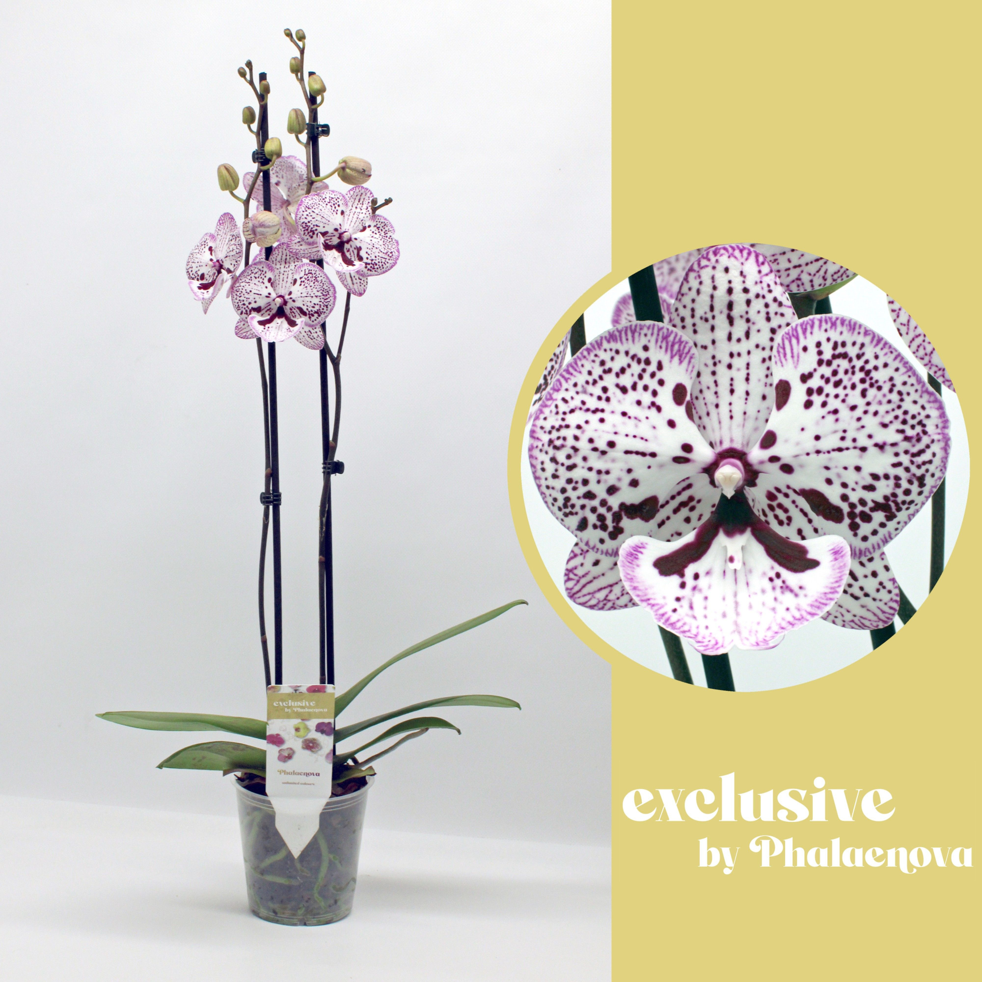 Grace 2-tak 65cm (GROEN), D 12