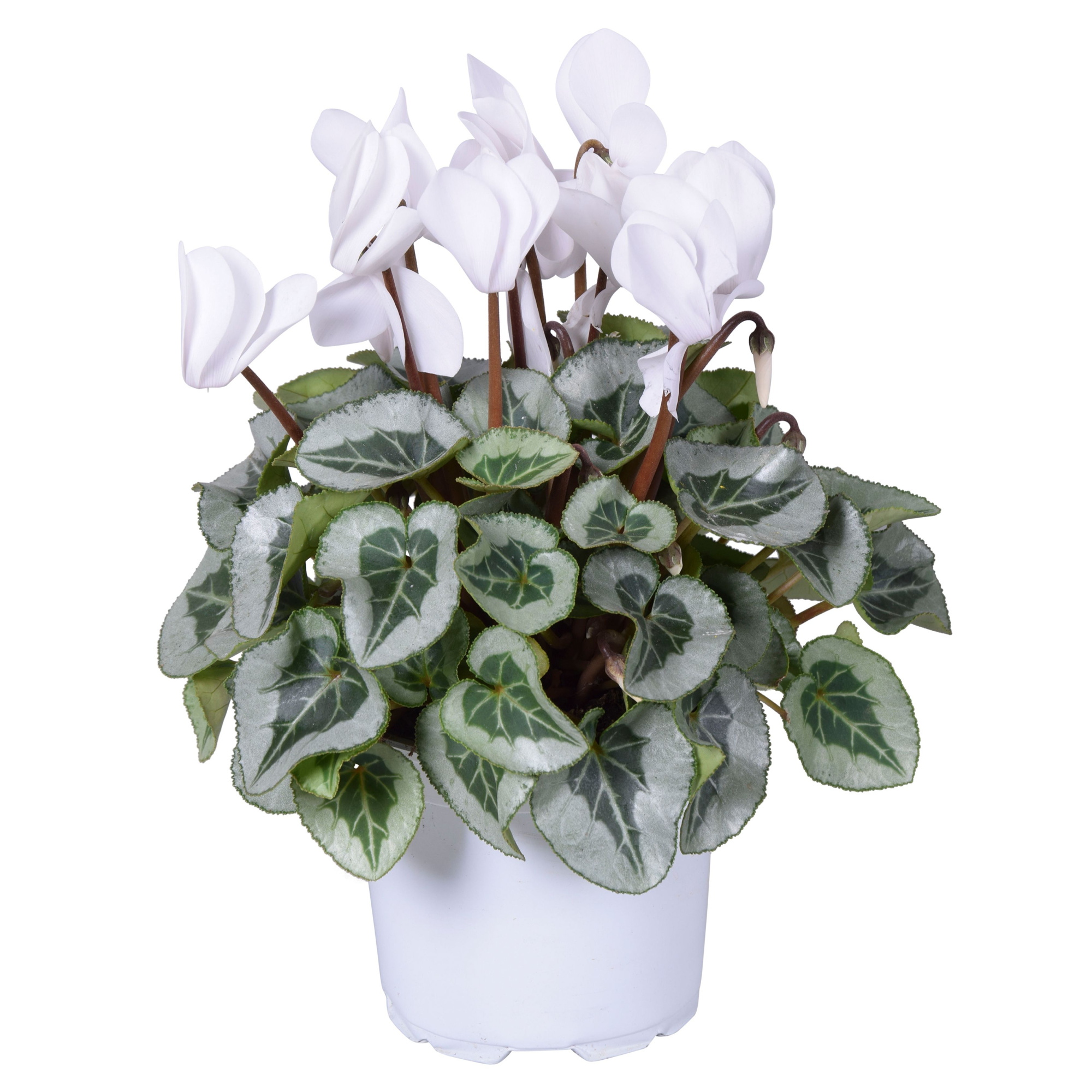 Cyclamen Super Serie Rembrandt wit, D 12 cm