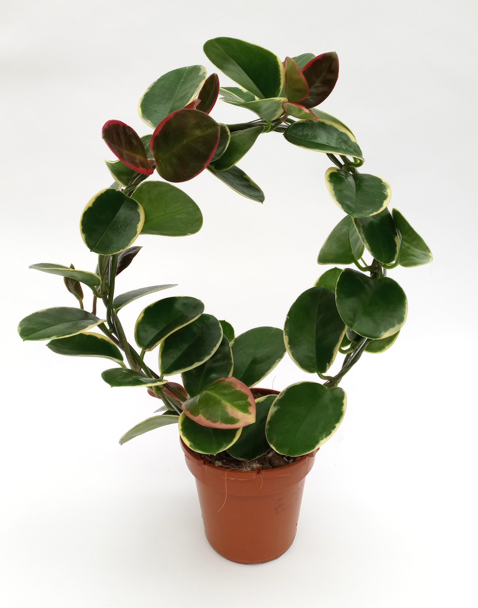 Hoya"Blondie" Boog, D 12 cm