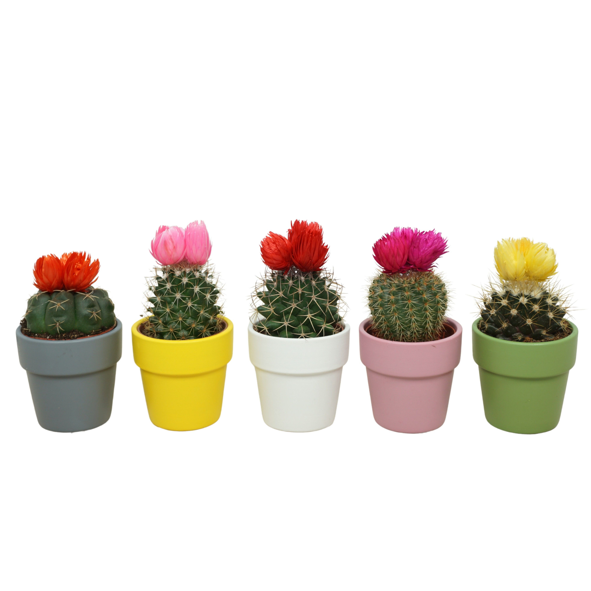 Cactus mix 3 plakbloemen in 6 cm 'Durango Kraagpot', D 5,5 cm