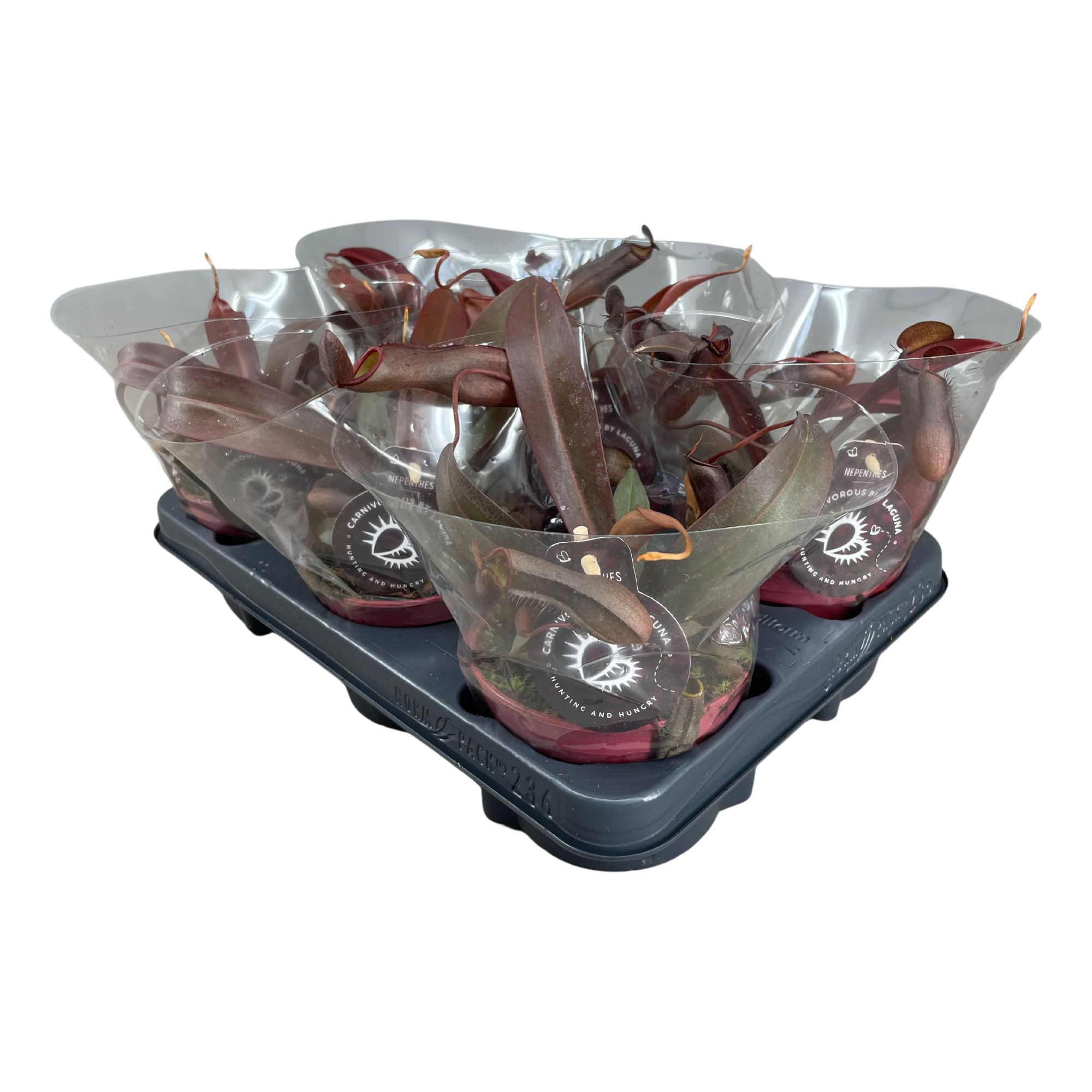 Nepenthes Rebecca Soper 12 cm, D 12 cm