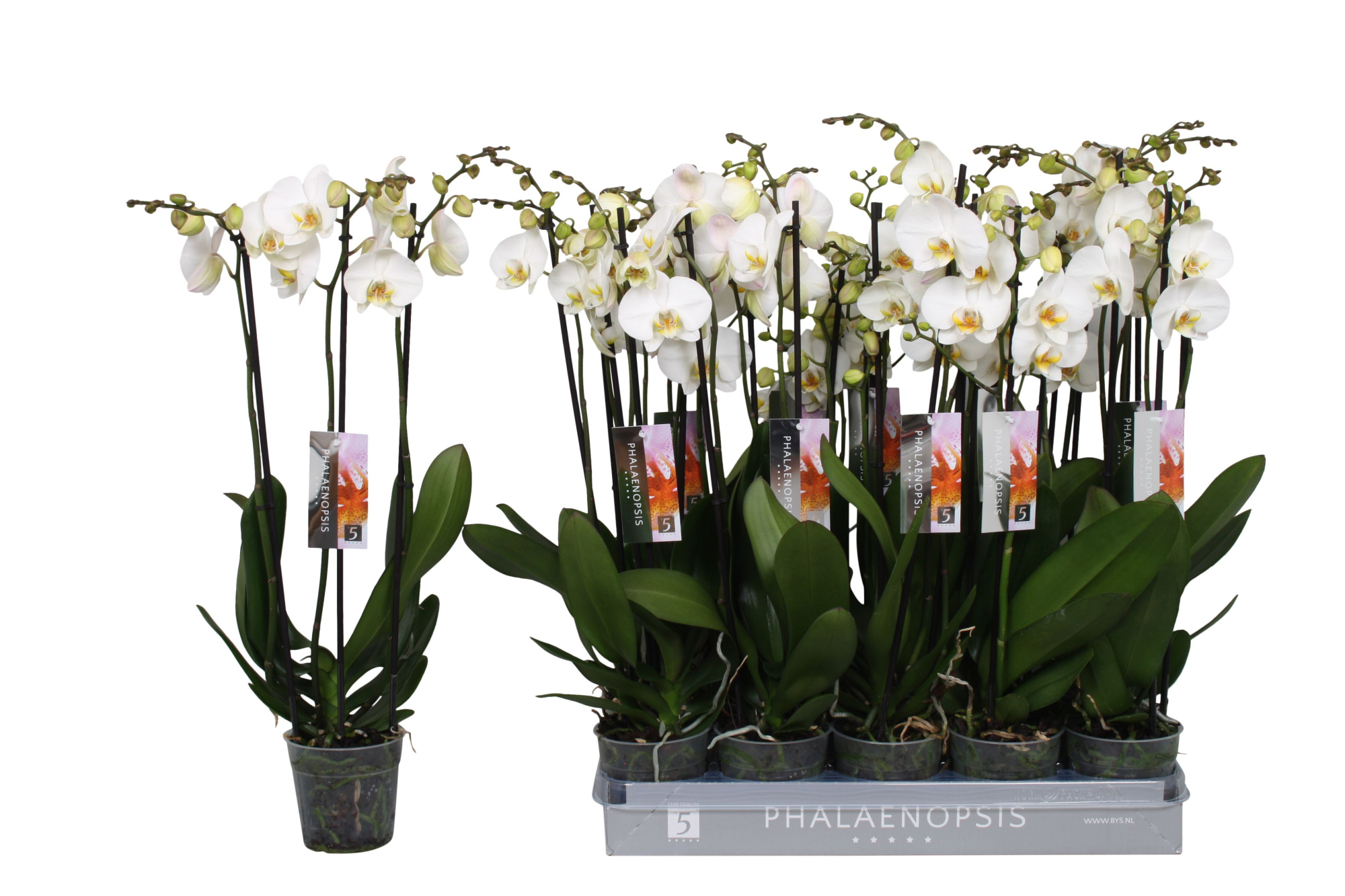 Phalaenopsis color white, 3-spike 18+, D 12
